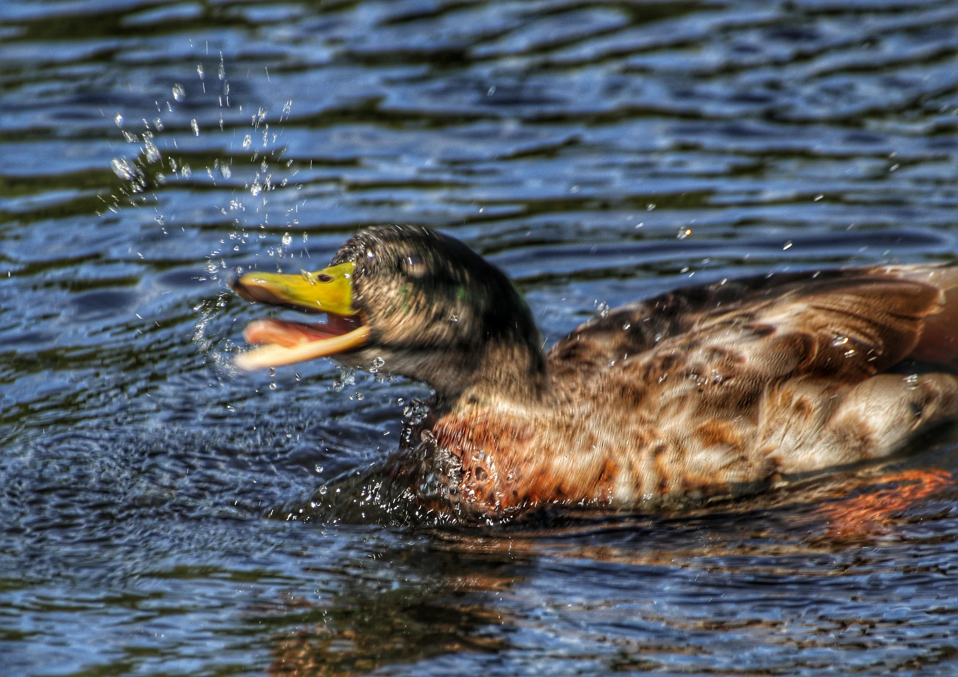Animals Doing Funny Things (in colour)