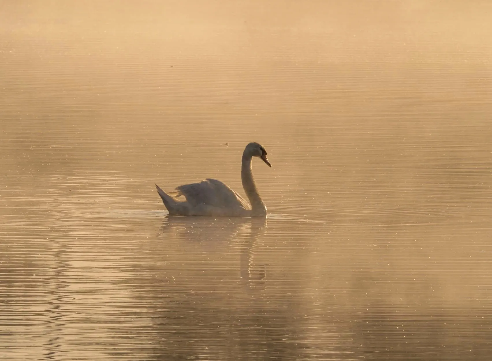 The Golden Hour