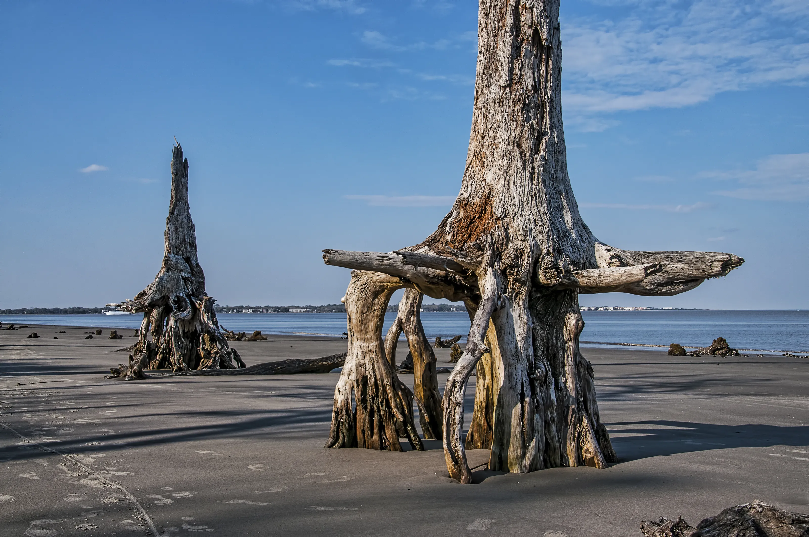 Dead Trees