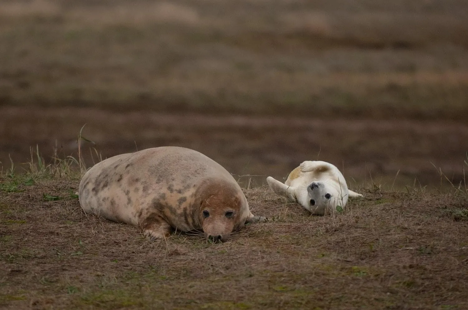 Adult and Young Animals Together (no people)
