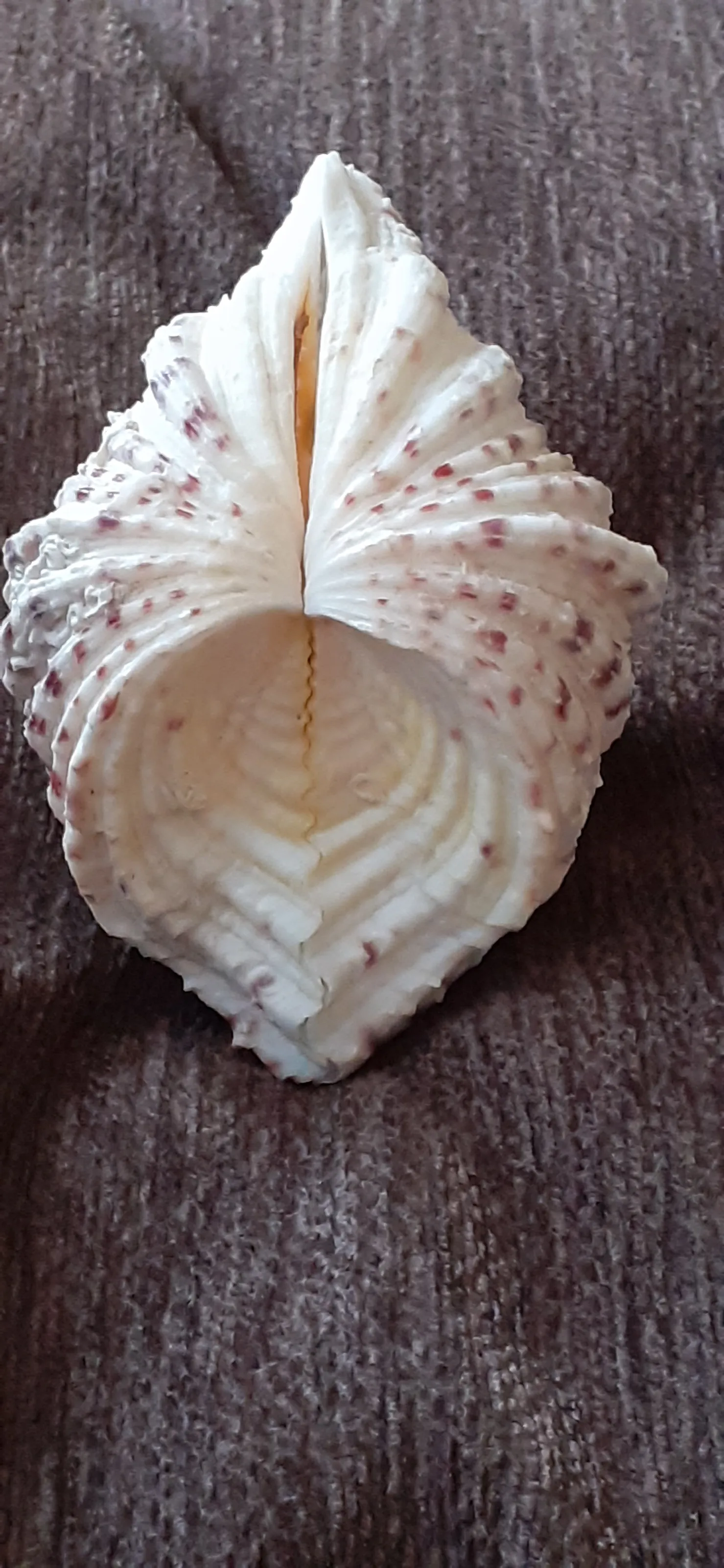 Shells in Colour