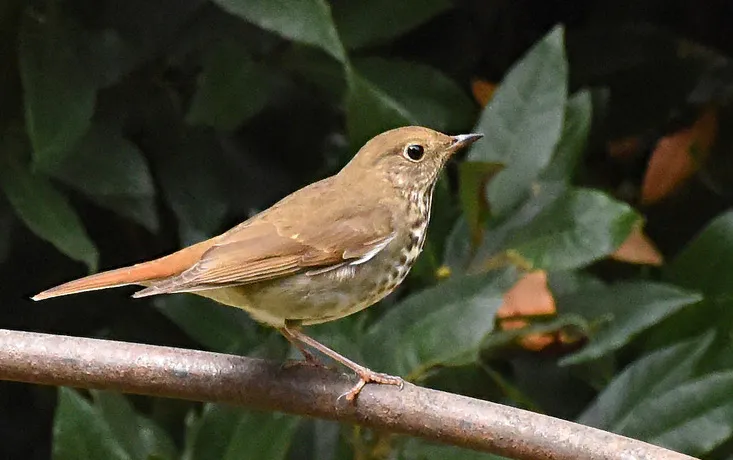 Thrushes