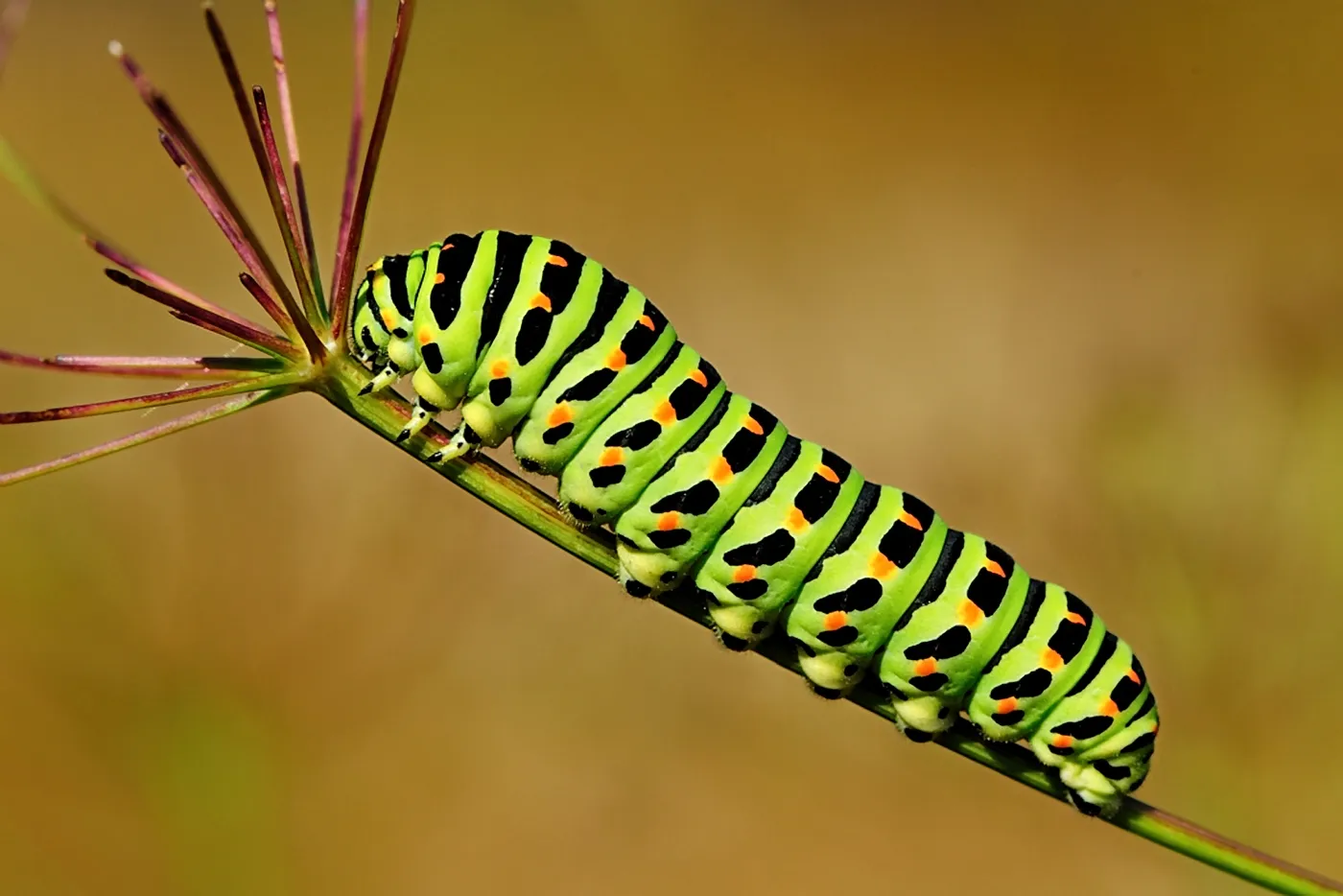Caterpillars In Colour