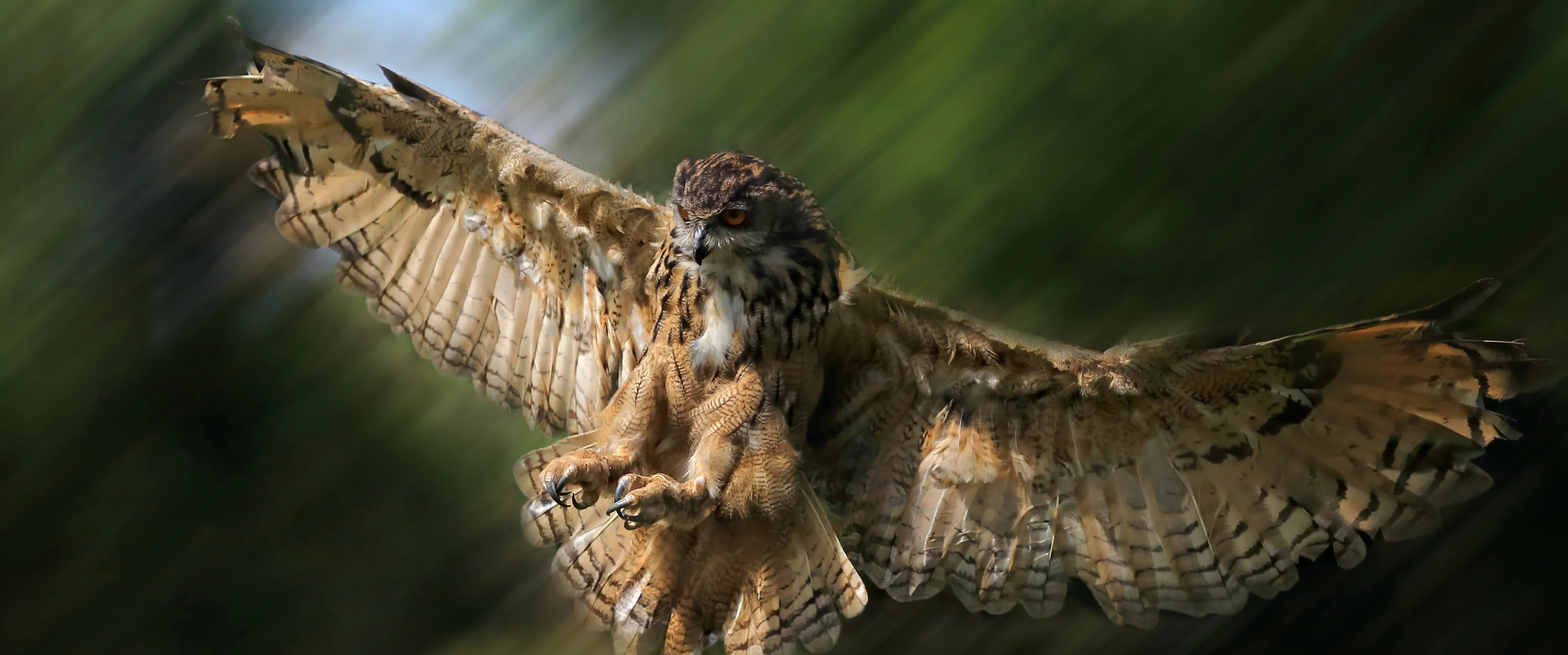 Birds in flight