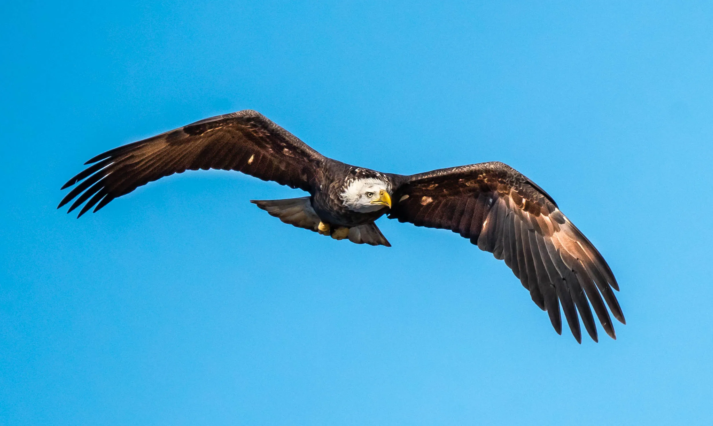 Eagles
