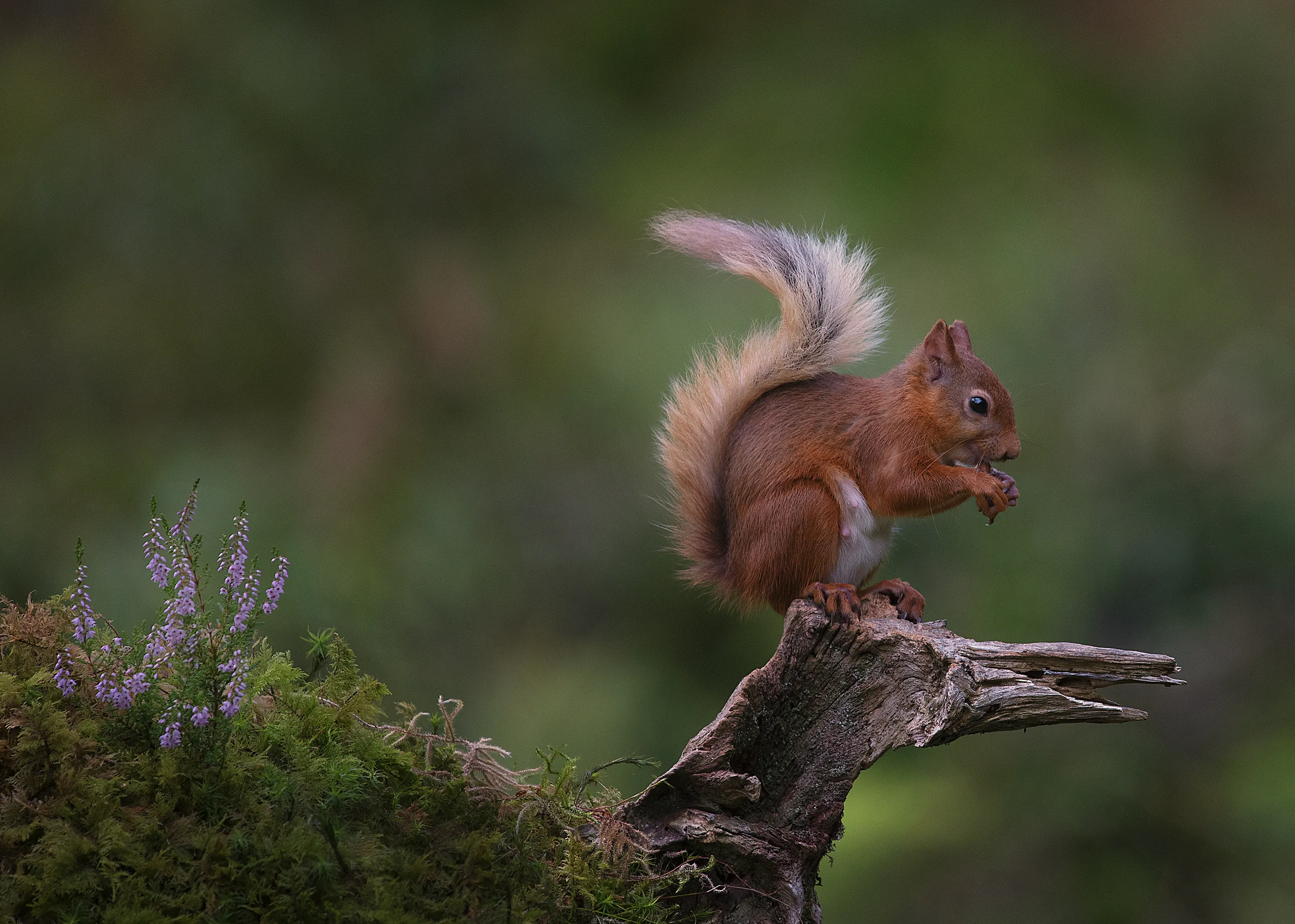 Red Squirrels (in colour)