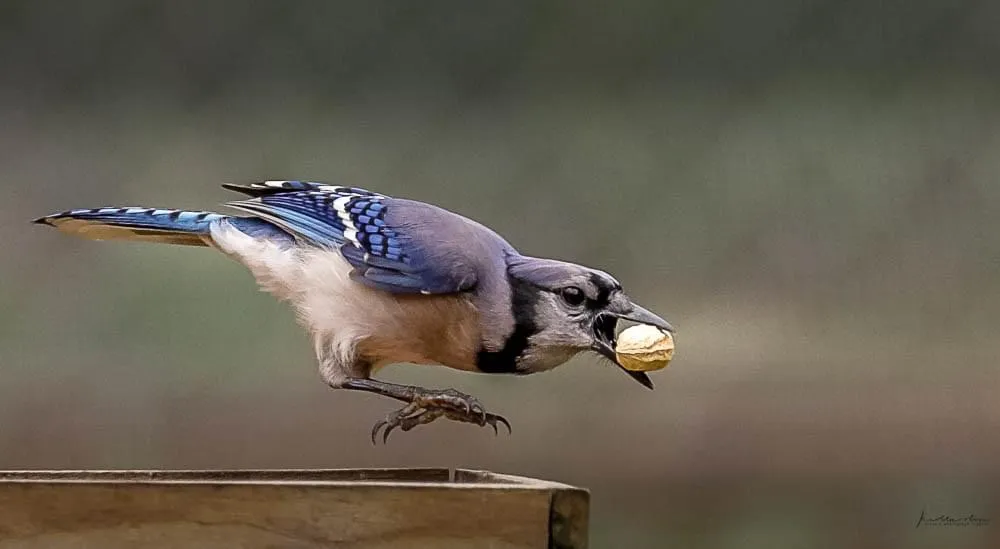 Blue Jays (in colour)
