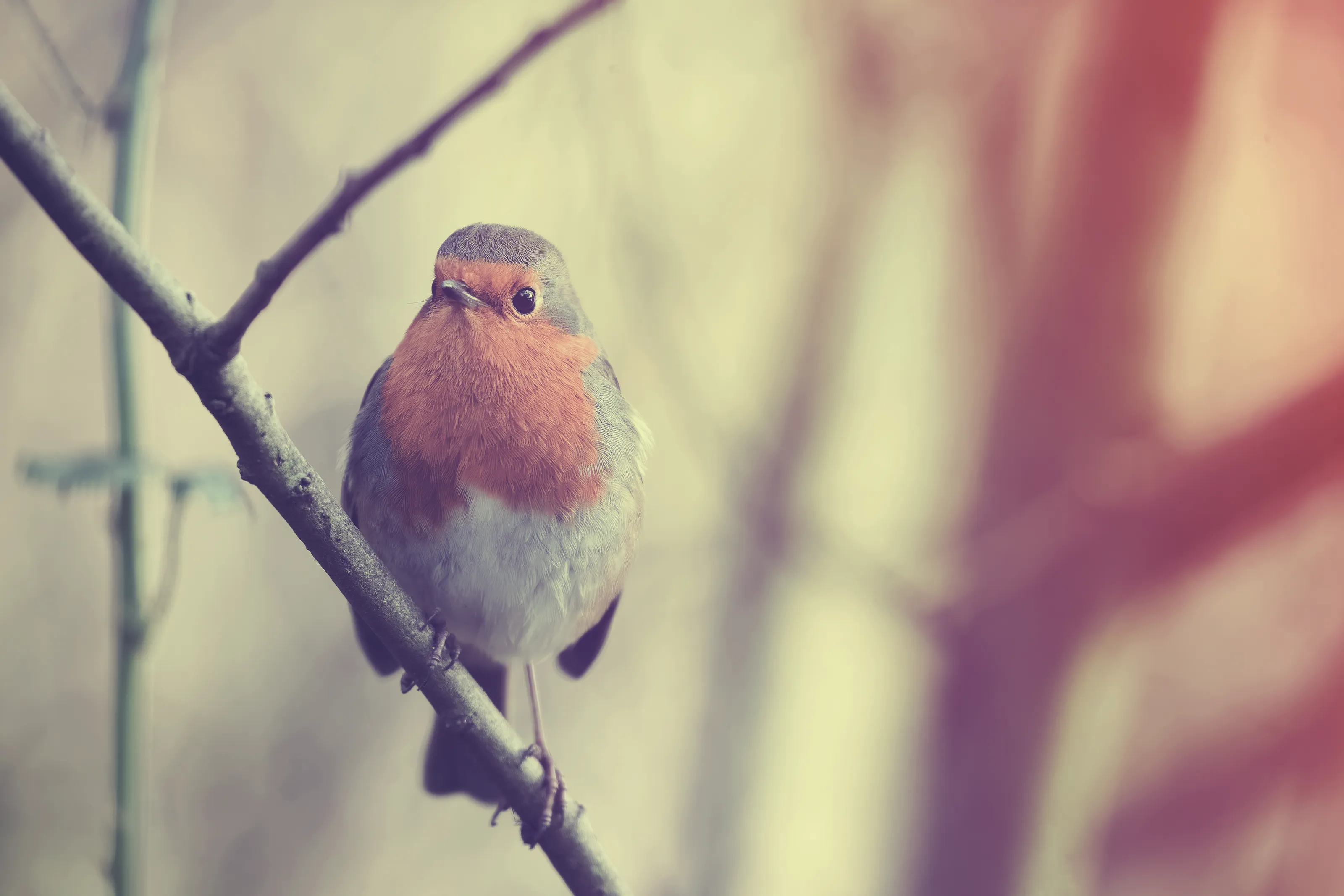 Robins in Colour