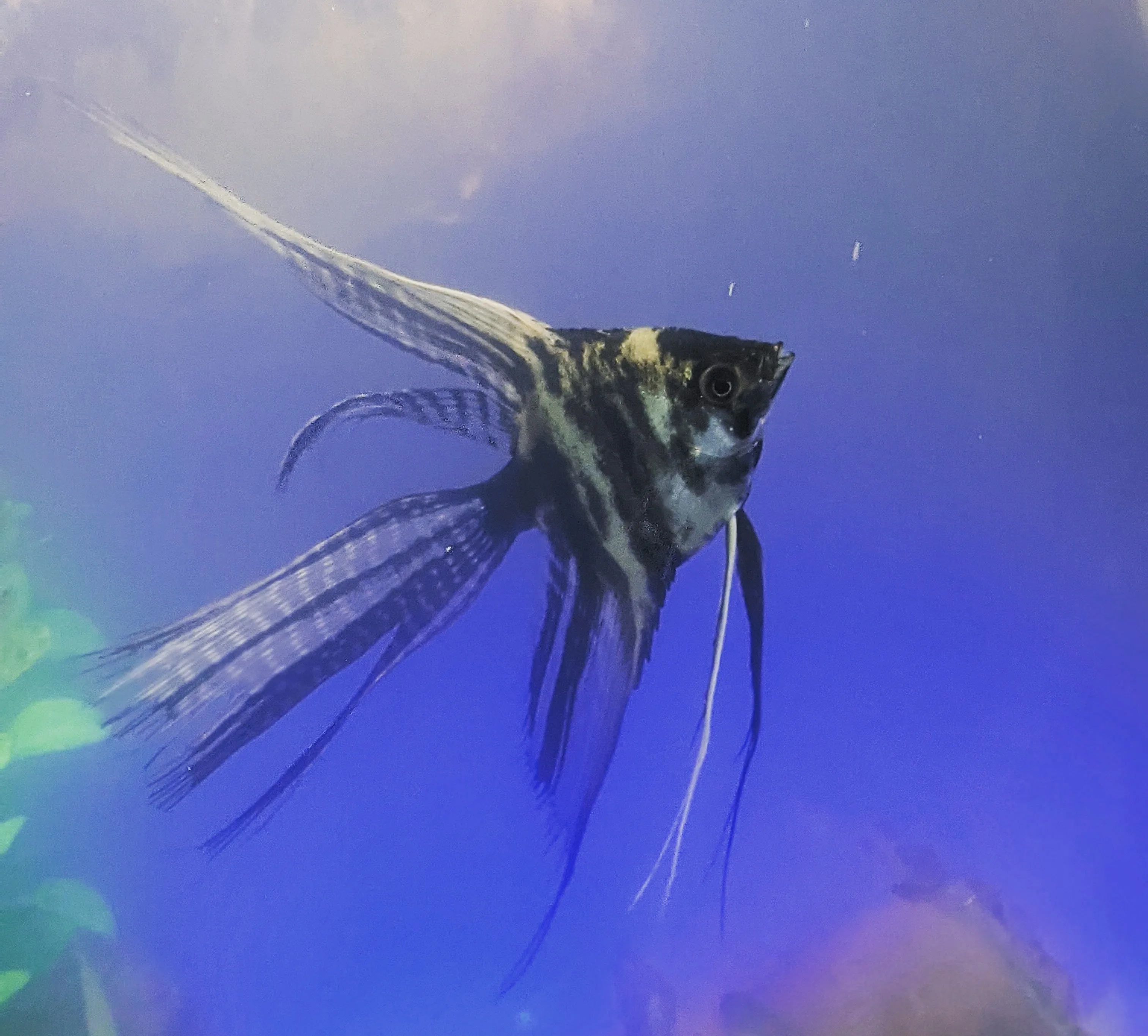 Aquarium Fish