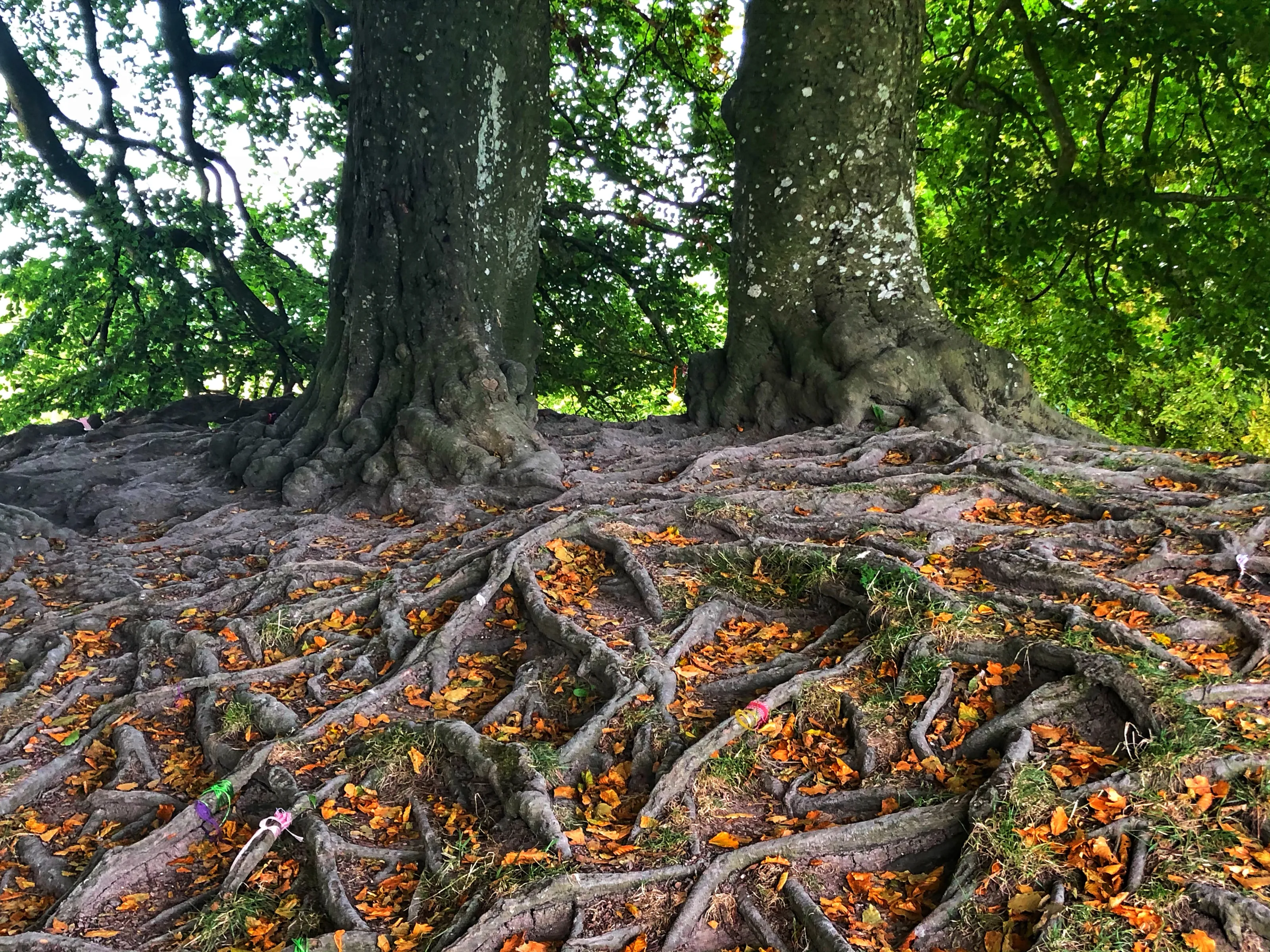 Unusual Features of a Tree (in colour)