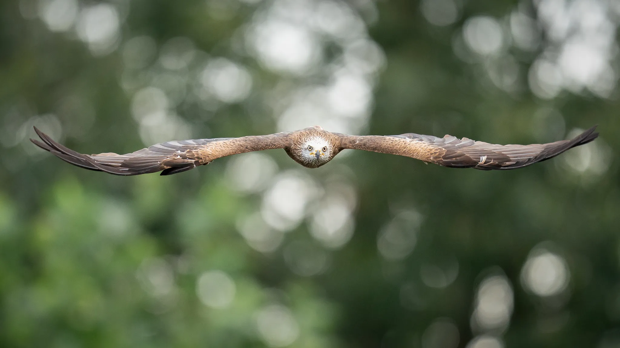 Symmetry in Nature (no reflections)