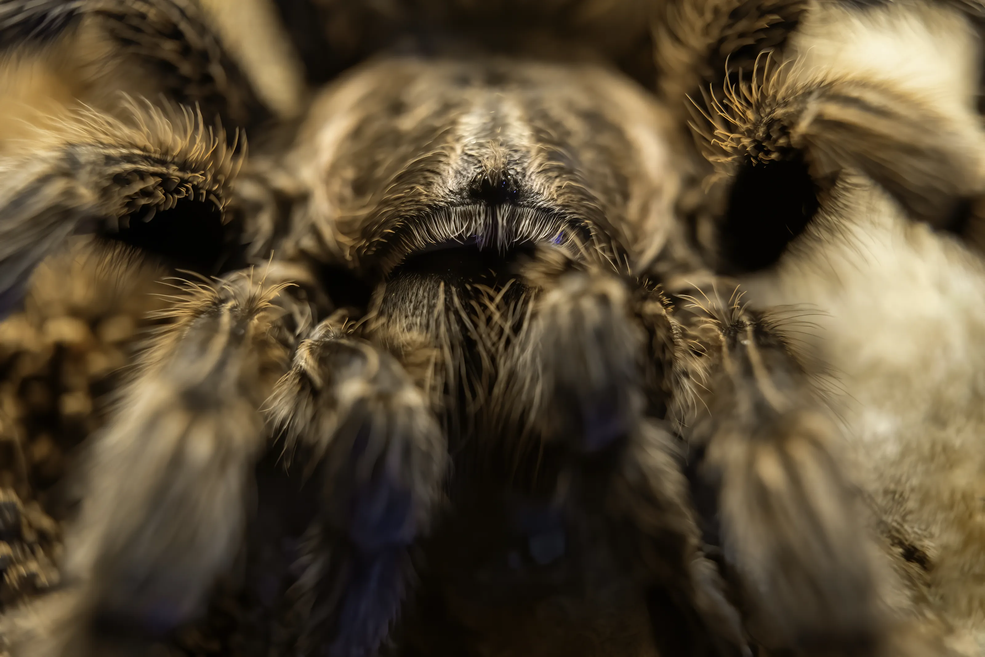 Spiders