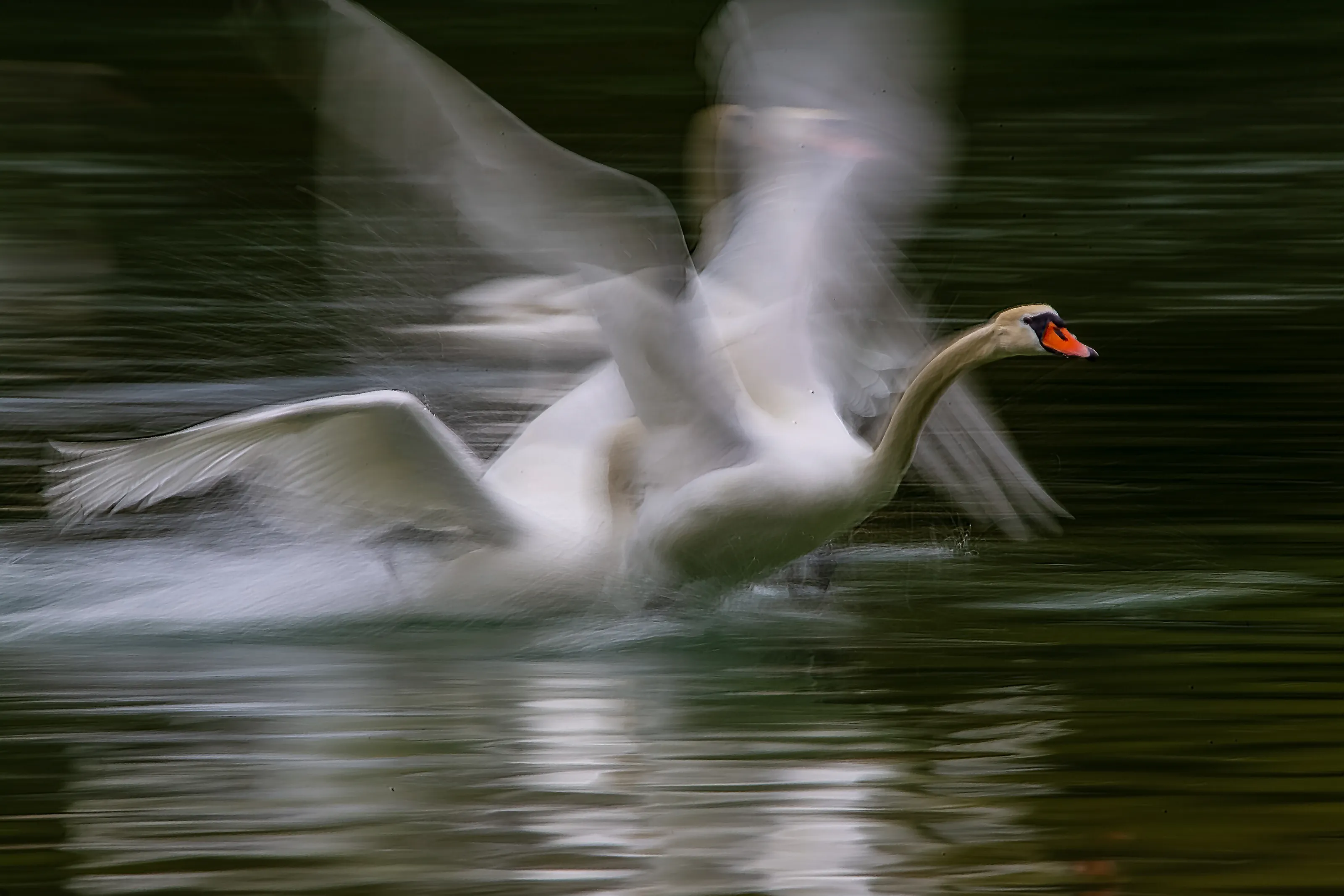 Birds with Motion Blur