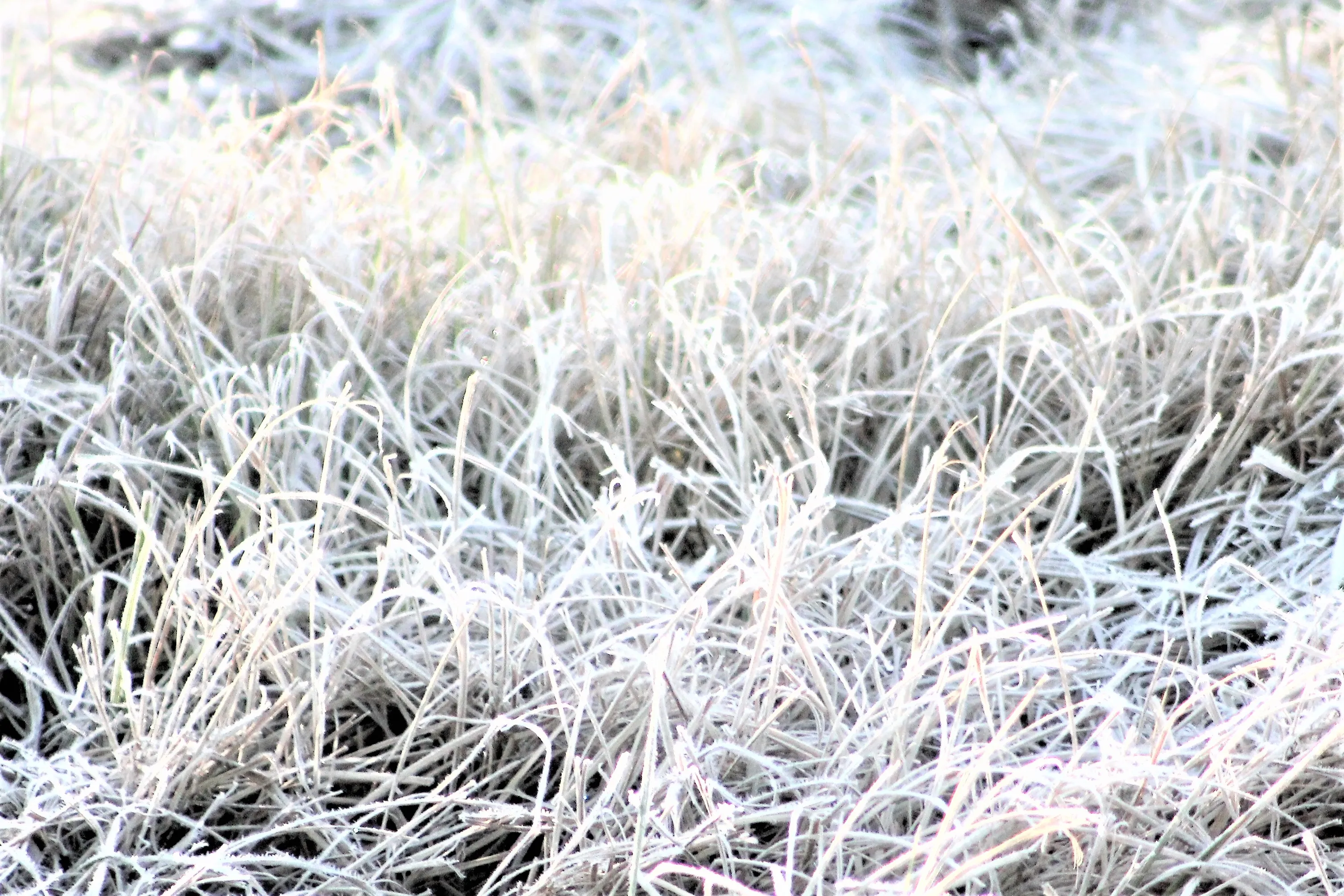 Frosty Grass (in colour)