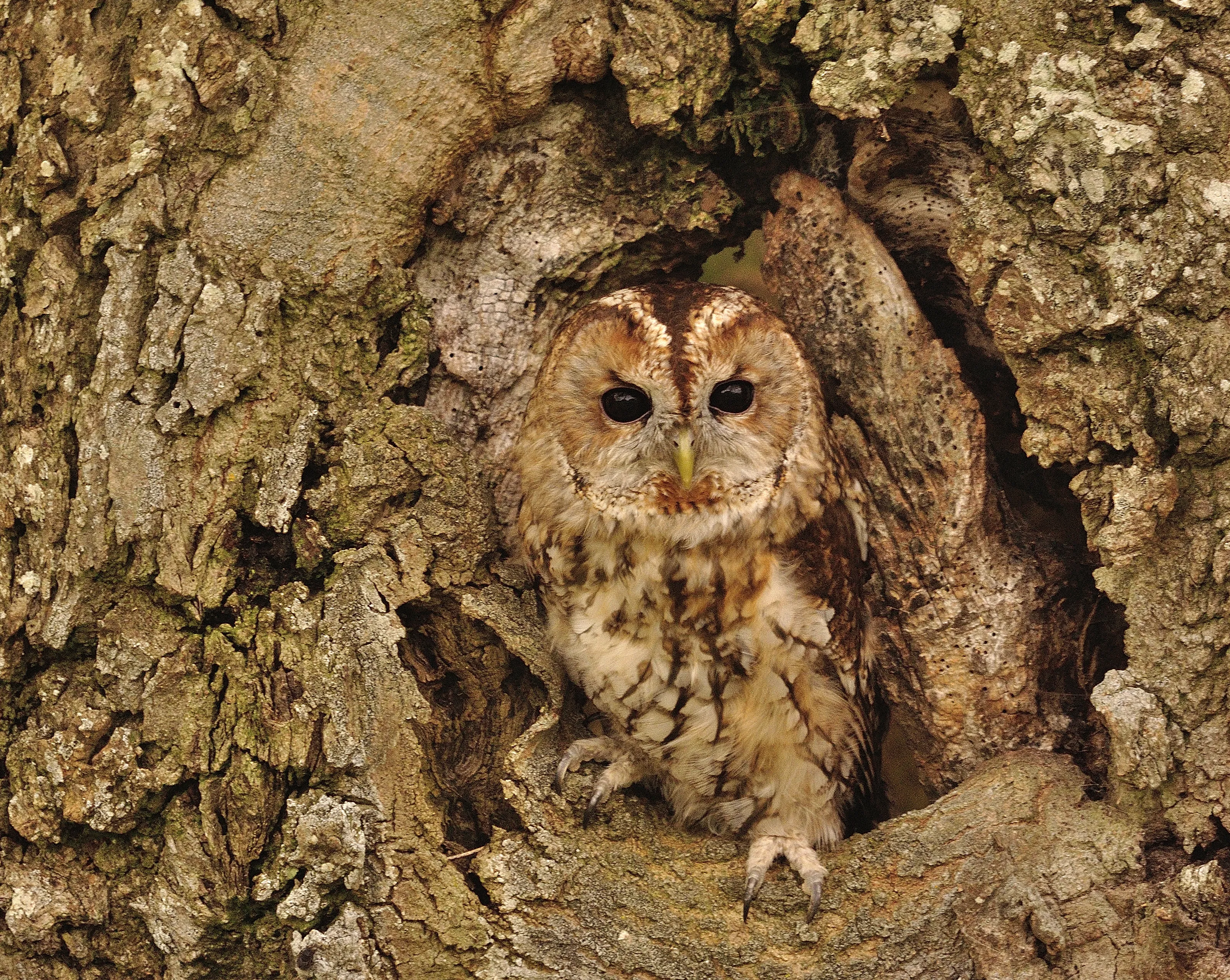 Camouflaged Animals (in colour)