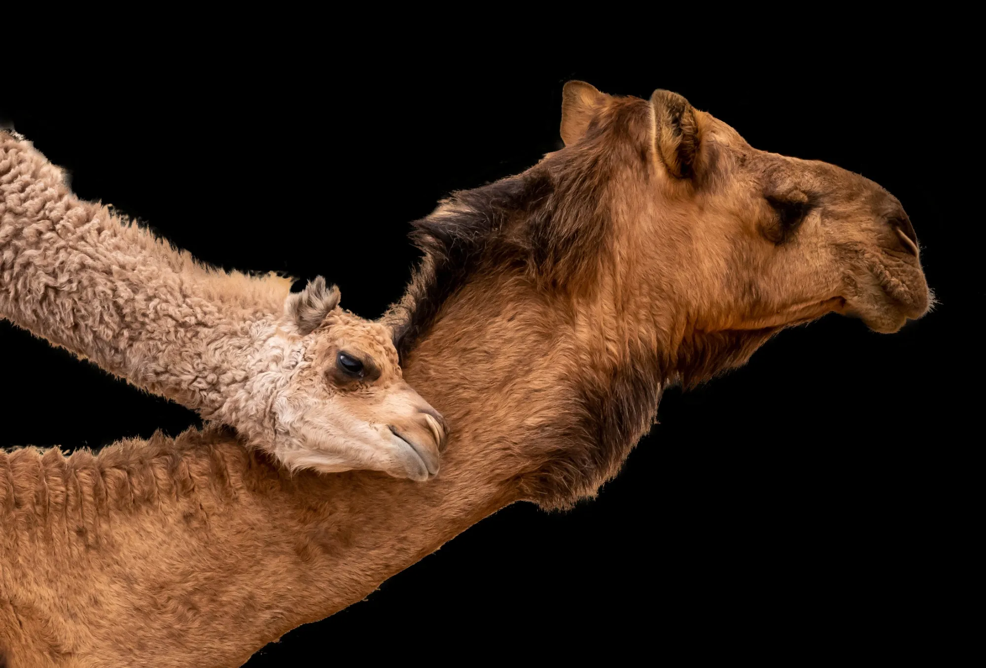 Portraits of Camels and their Kin