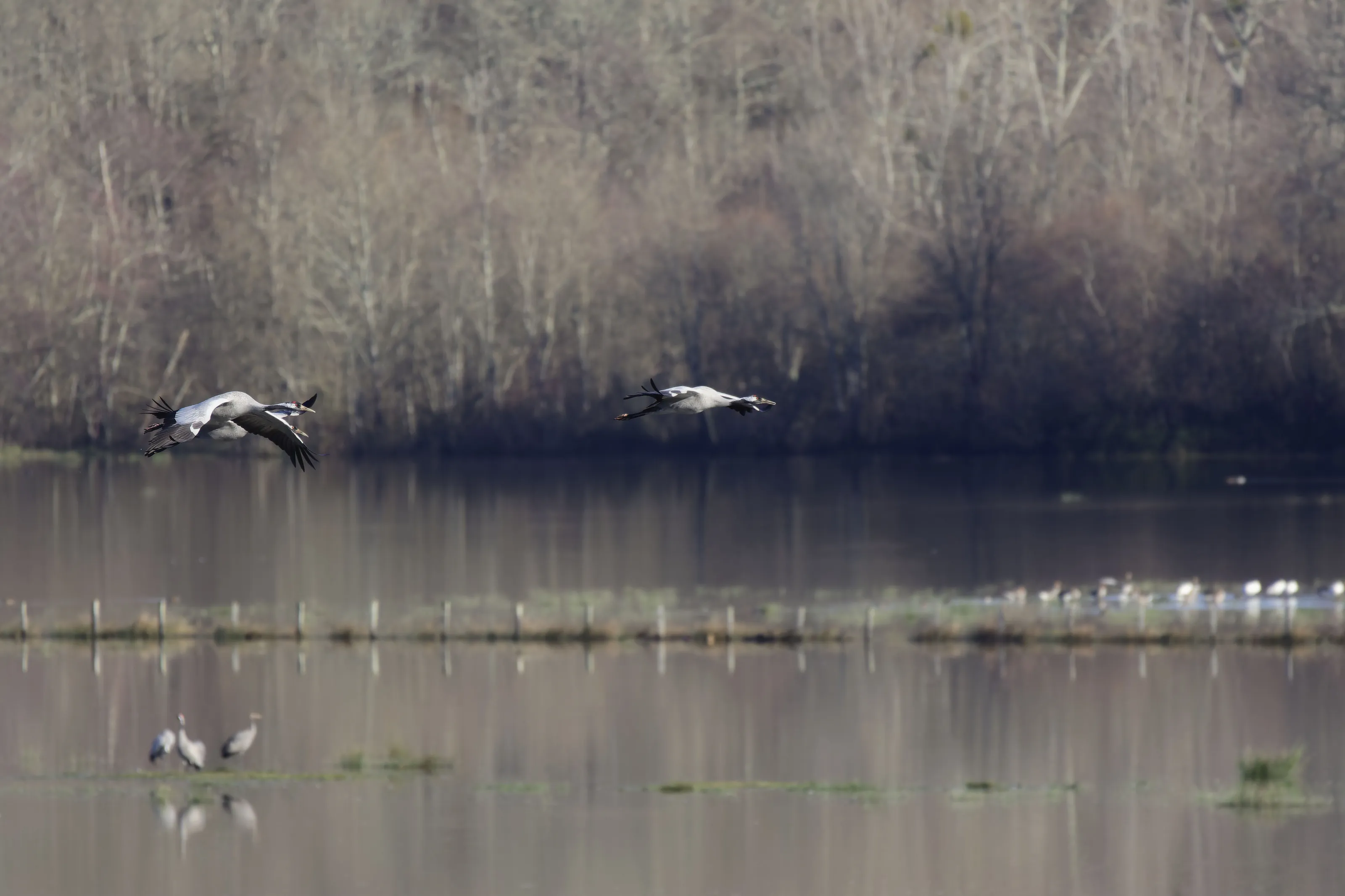 Common Cranes (birds)