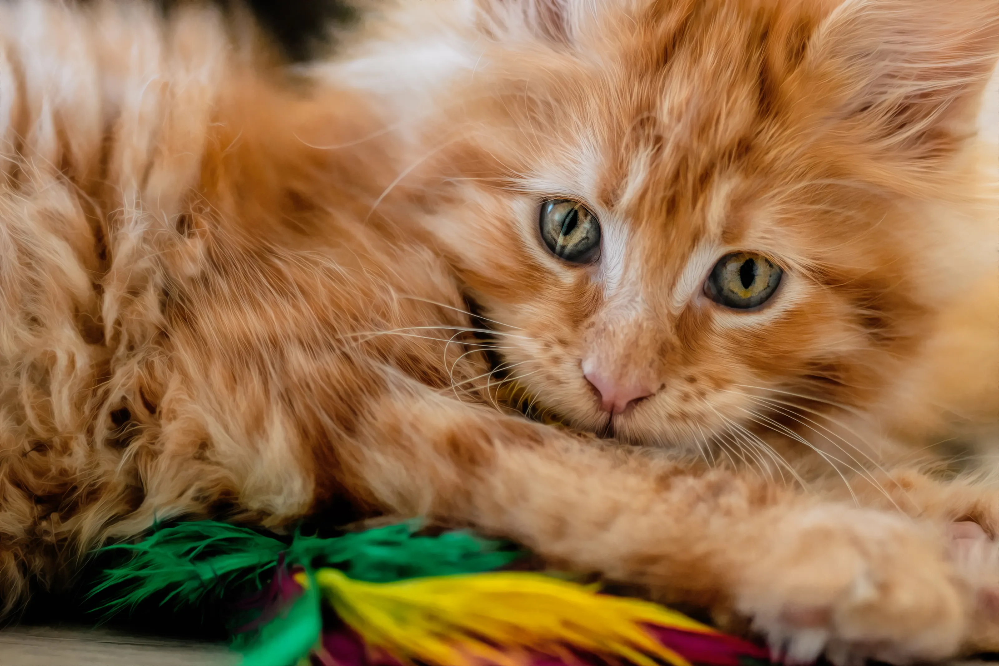 Domestic Cats