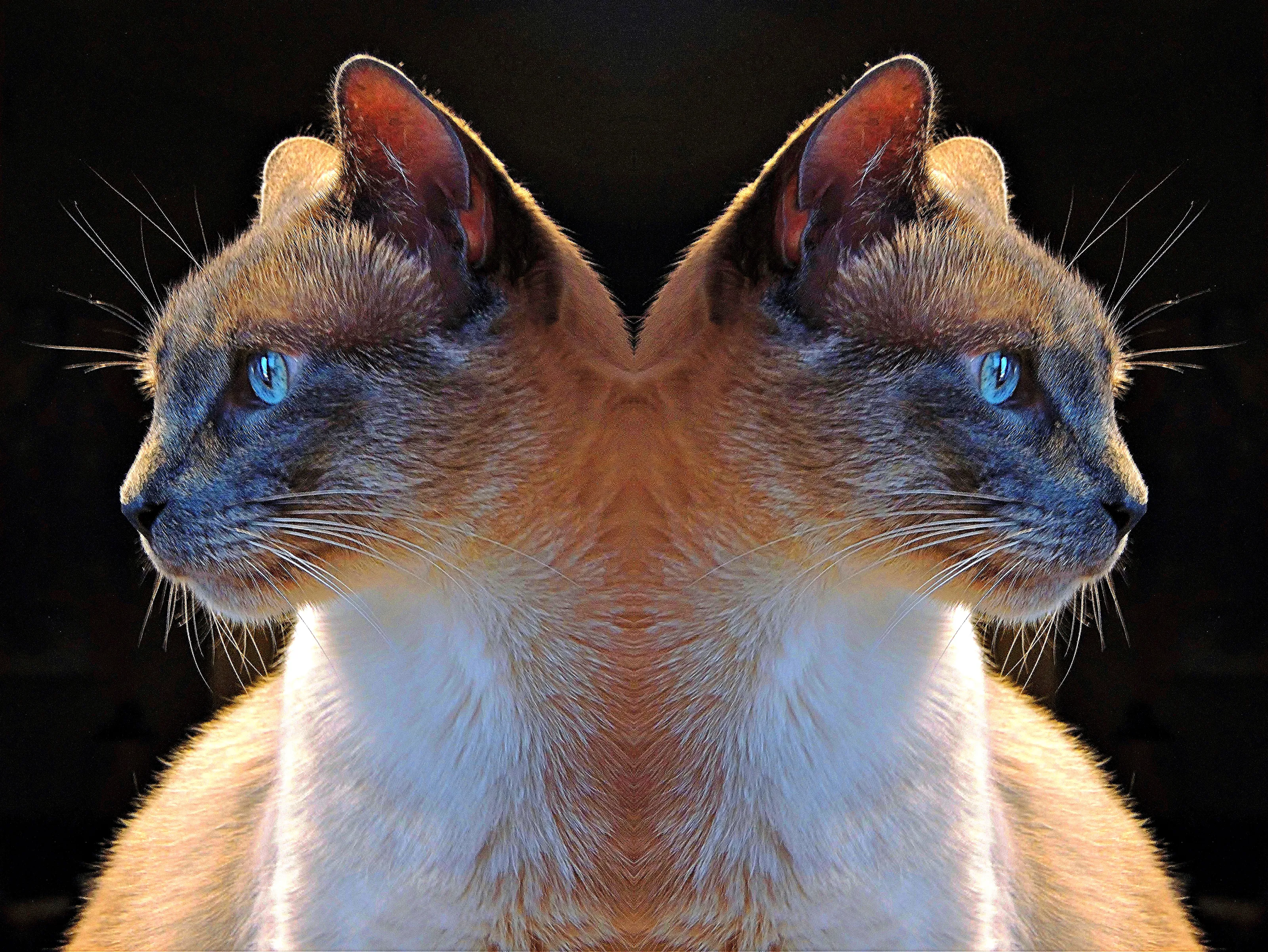 Abstract Mirrored Reflections of a Single Subject