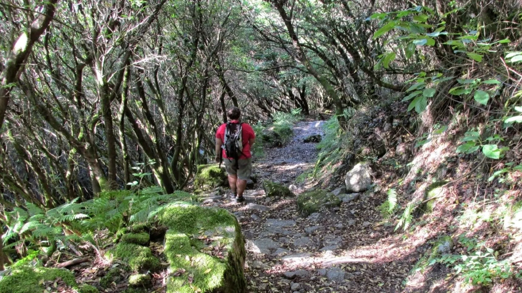 The Way - Paths For Walking