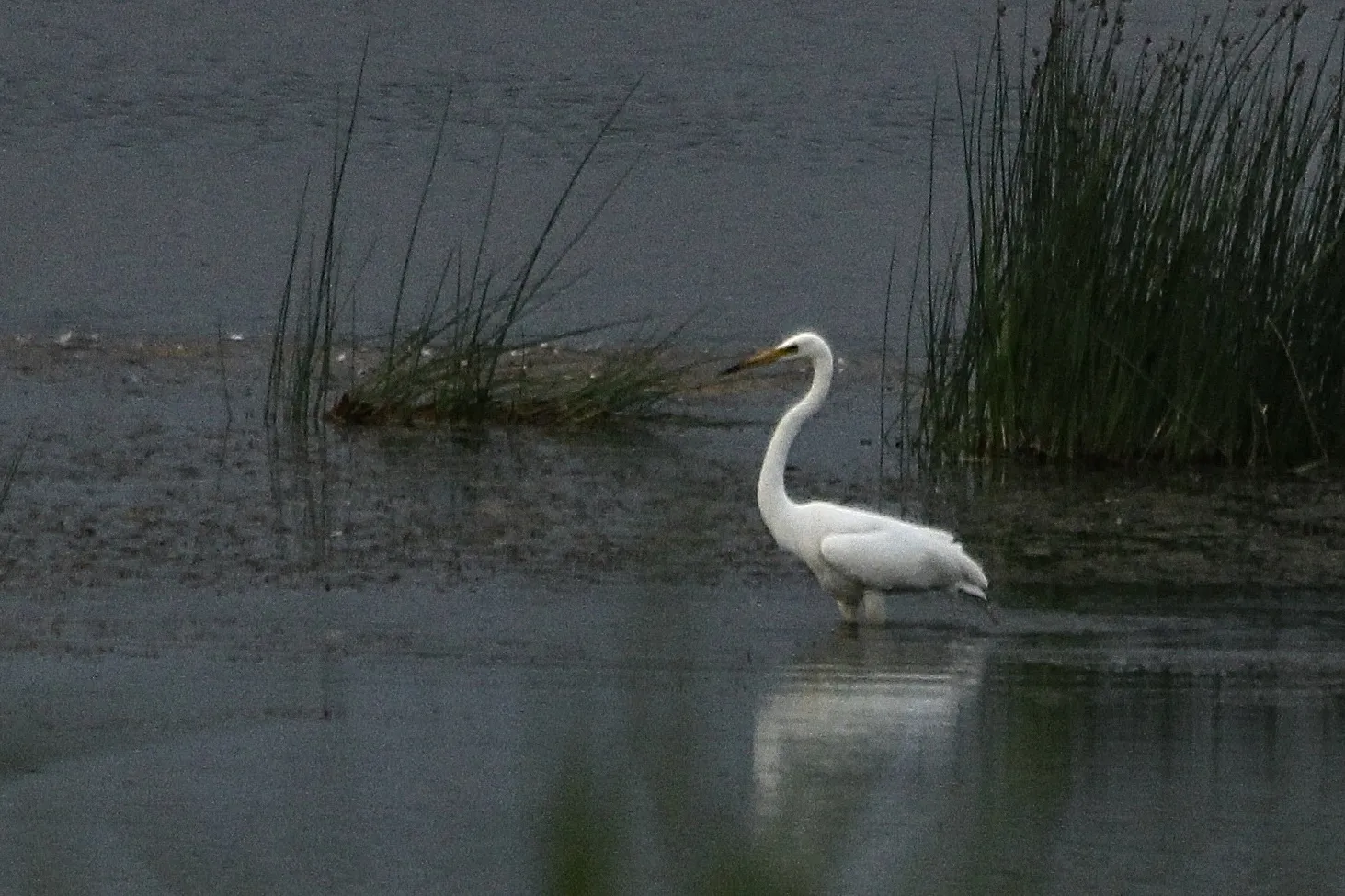 Herons, Egrets and Bitterns
