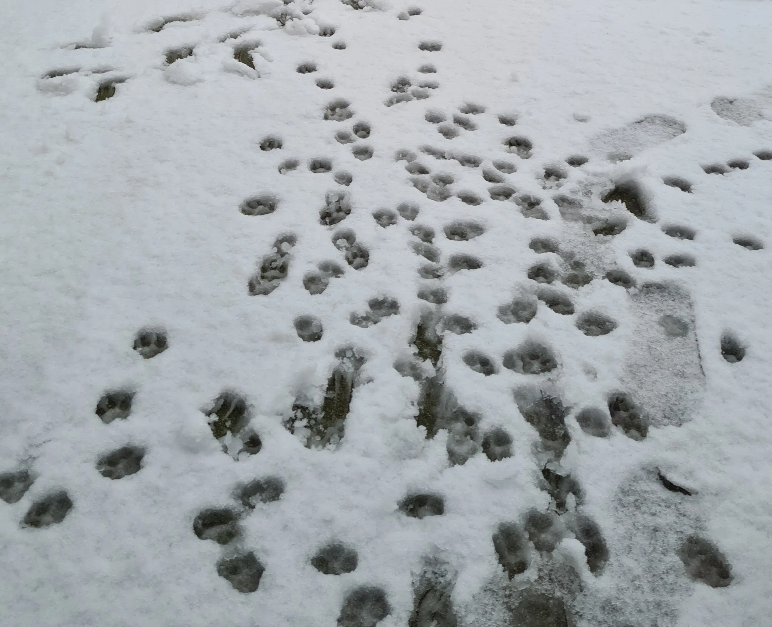 Prints in the Snow (animal or human)