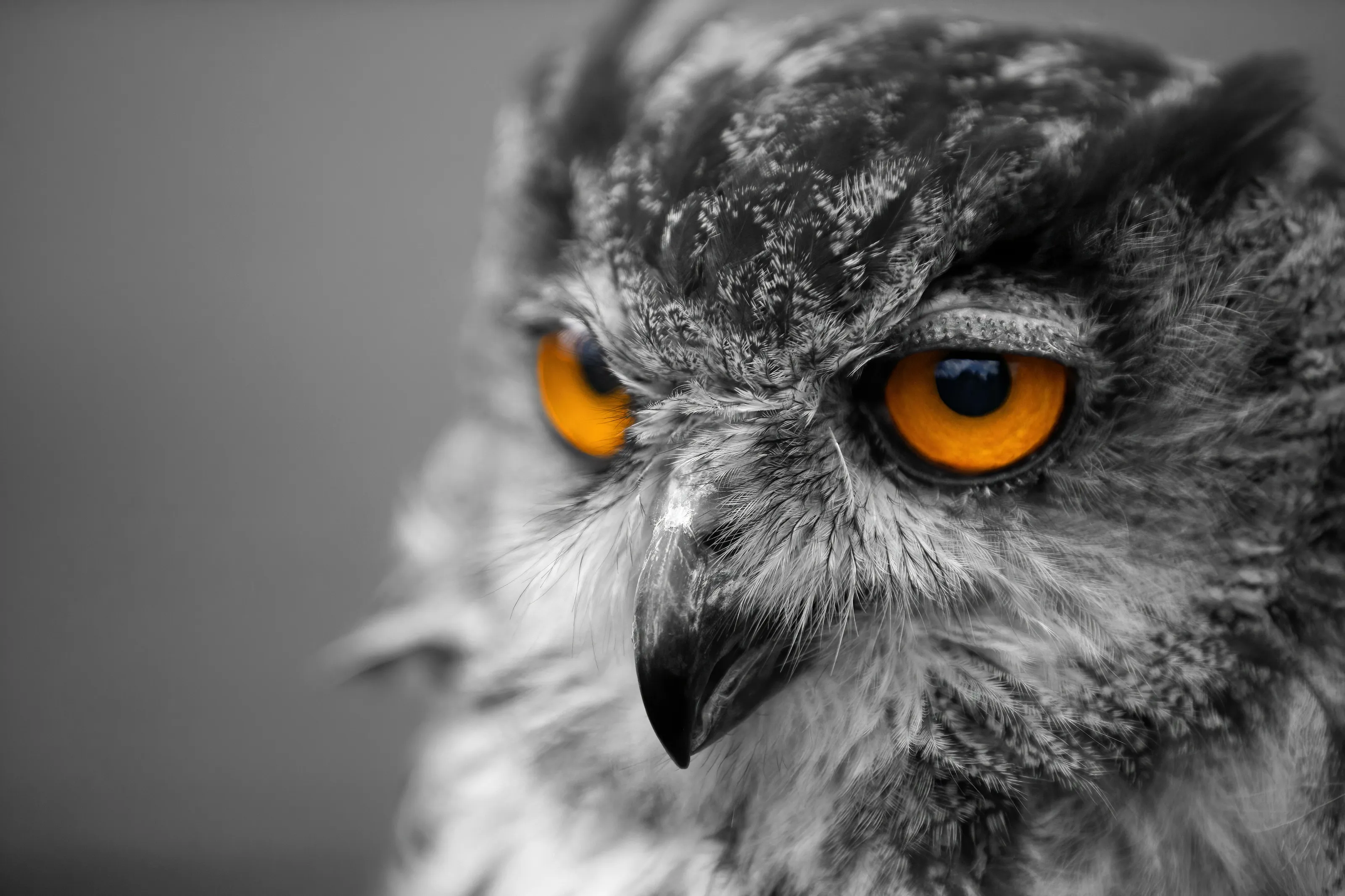 Owls