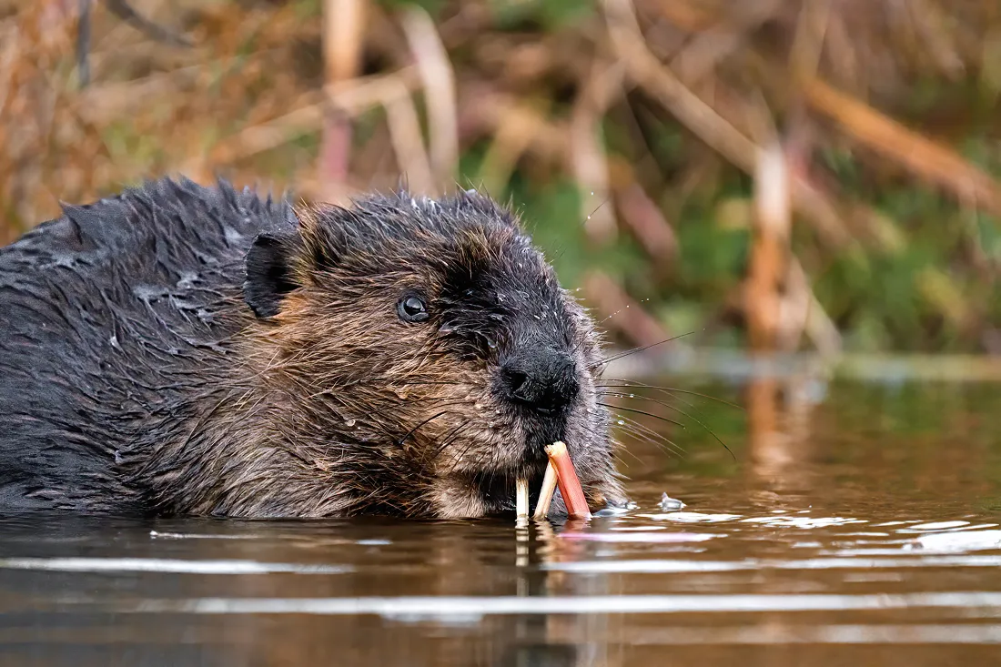 Beavers in Nature (in colour)
