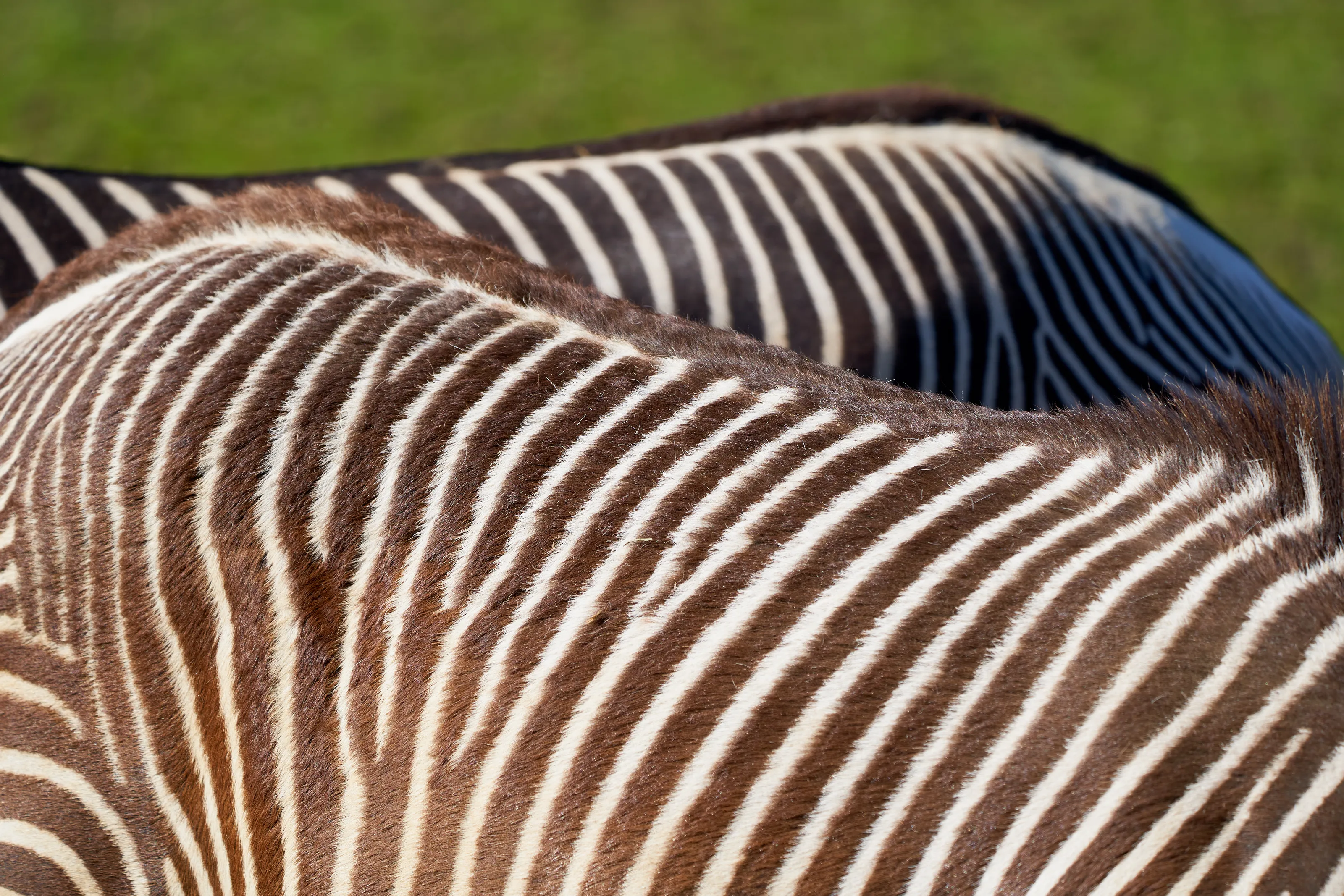 Just Zebras