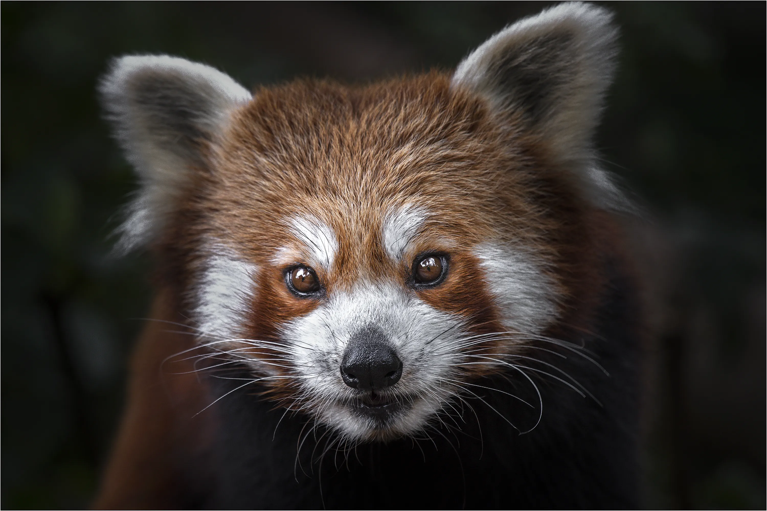 Portrait of a Single Animal
