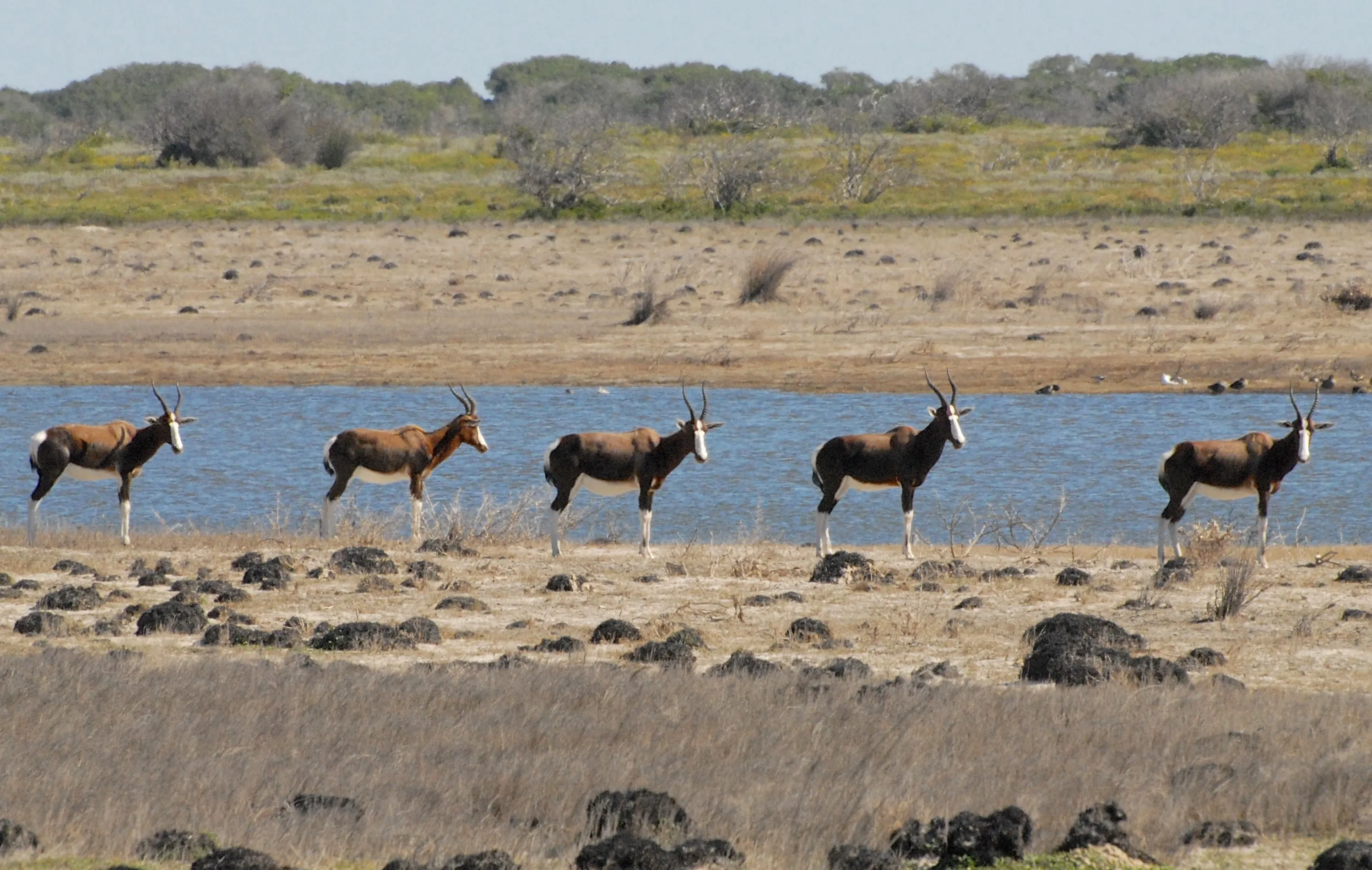 African Antelopes in the Wild