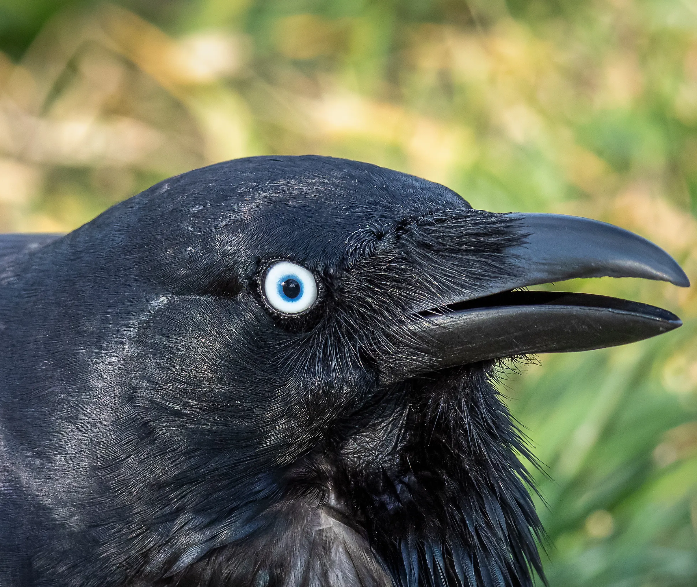 Portrait of Birds - Head and Beak Only