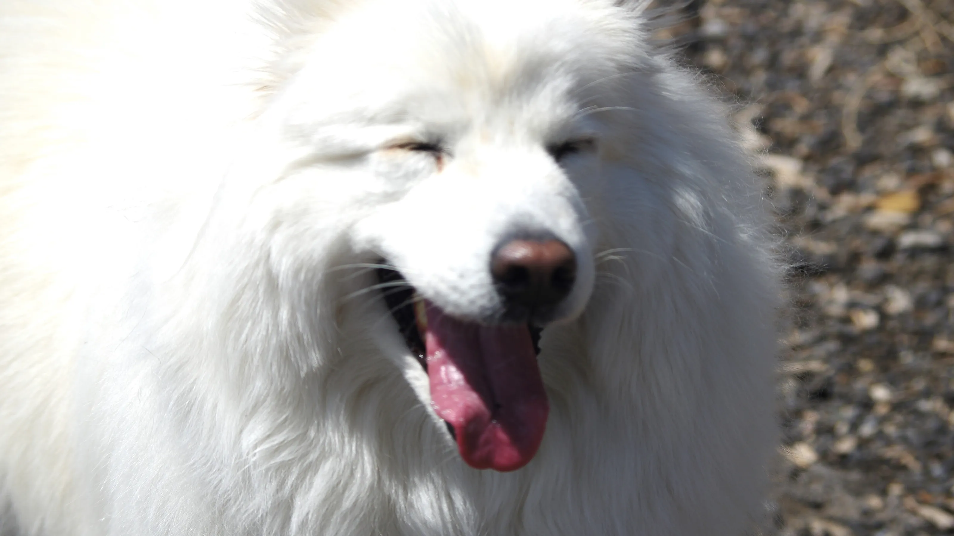 Animals and Their Emotions