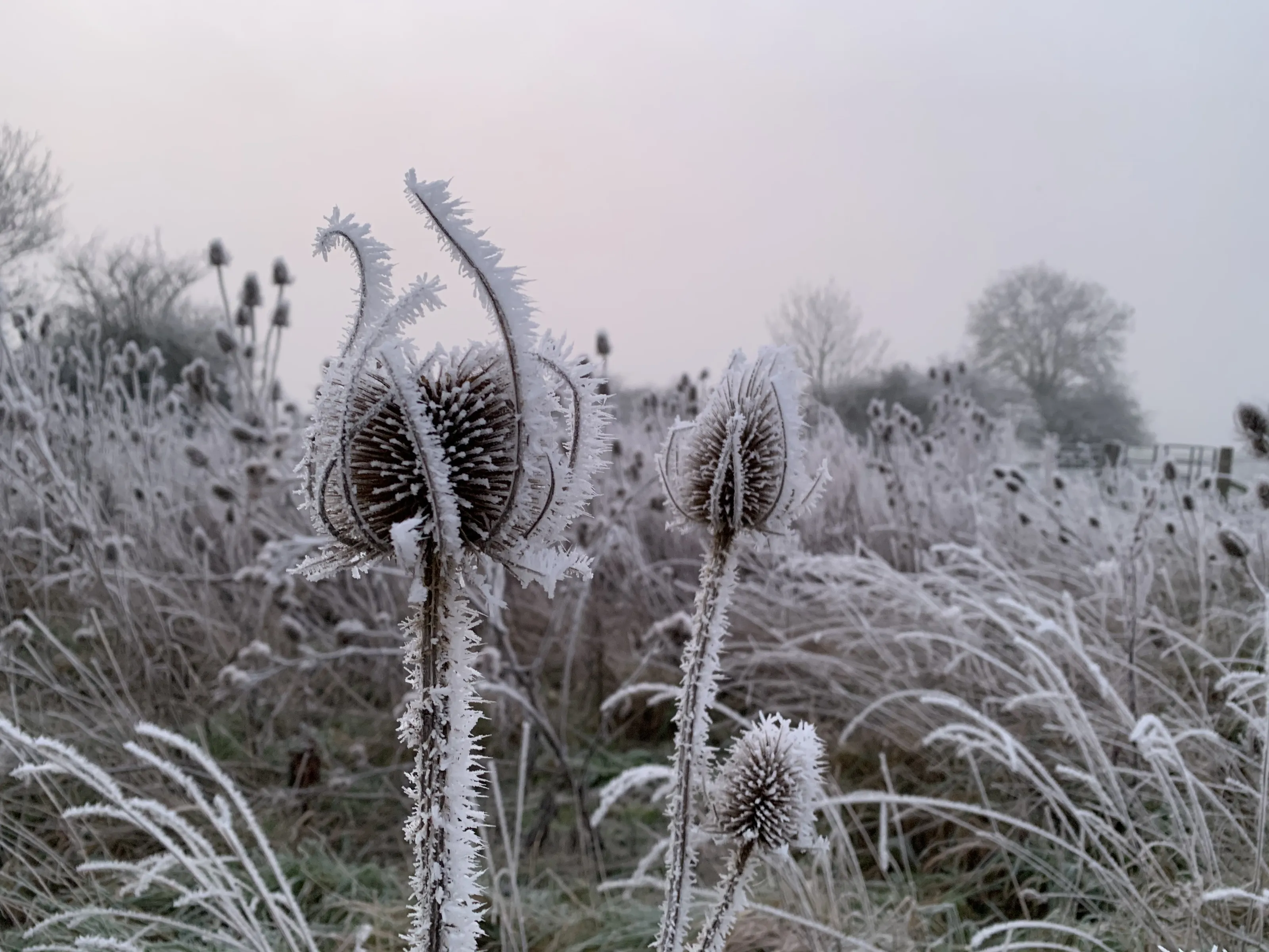 Winter