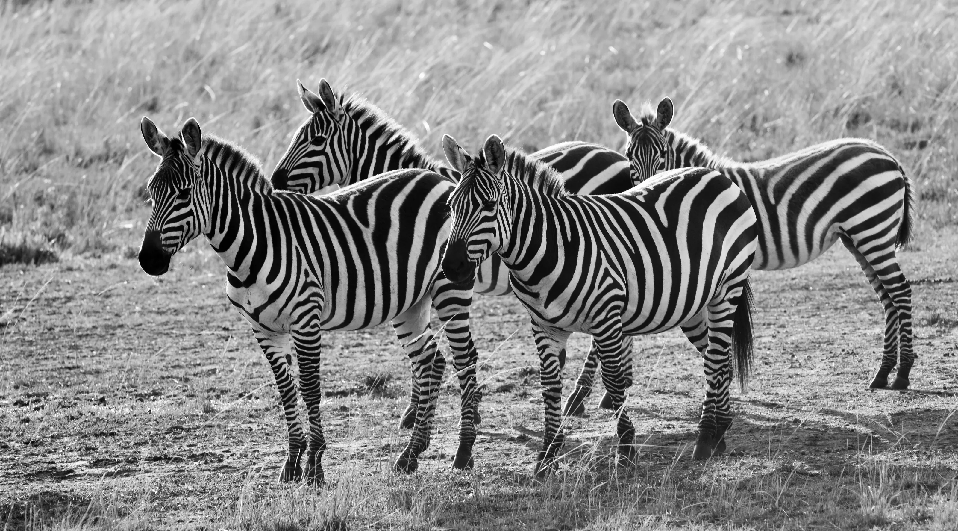 Zebras in Black and White
