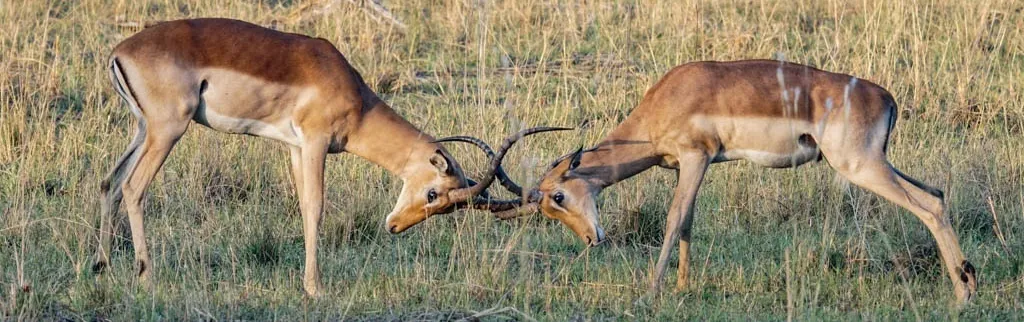 Antelopes