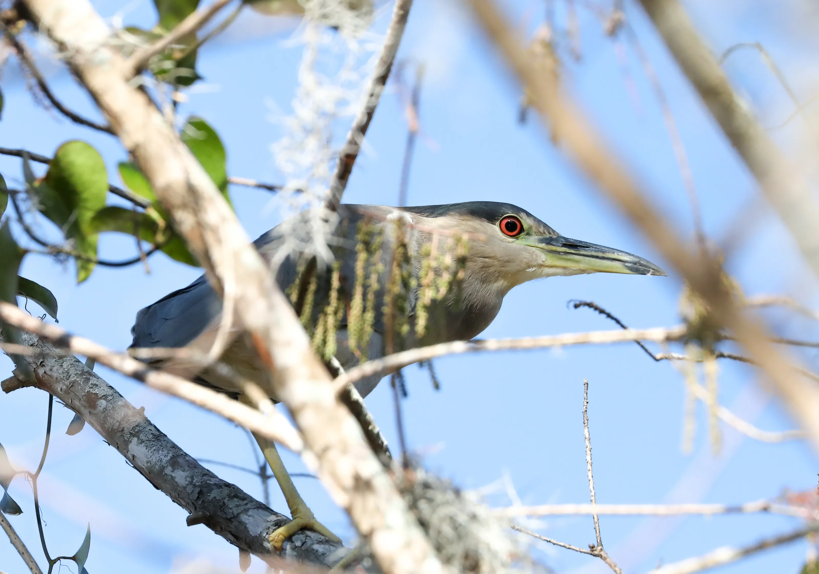 Birds with Red Eyes