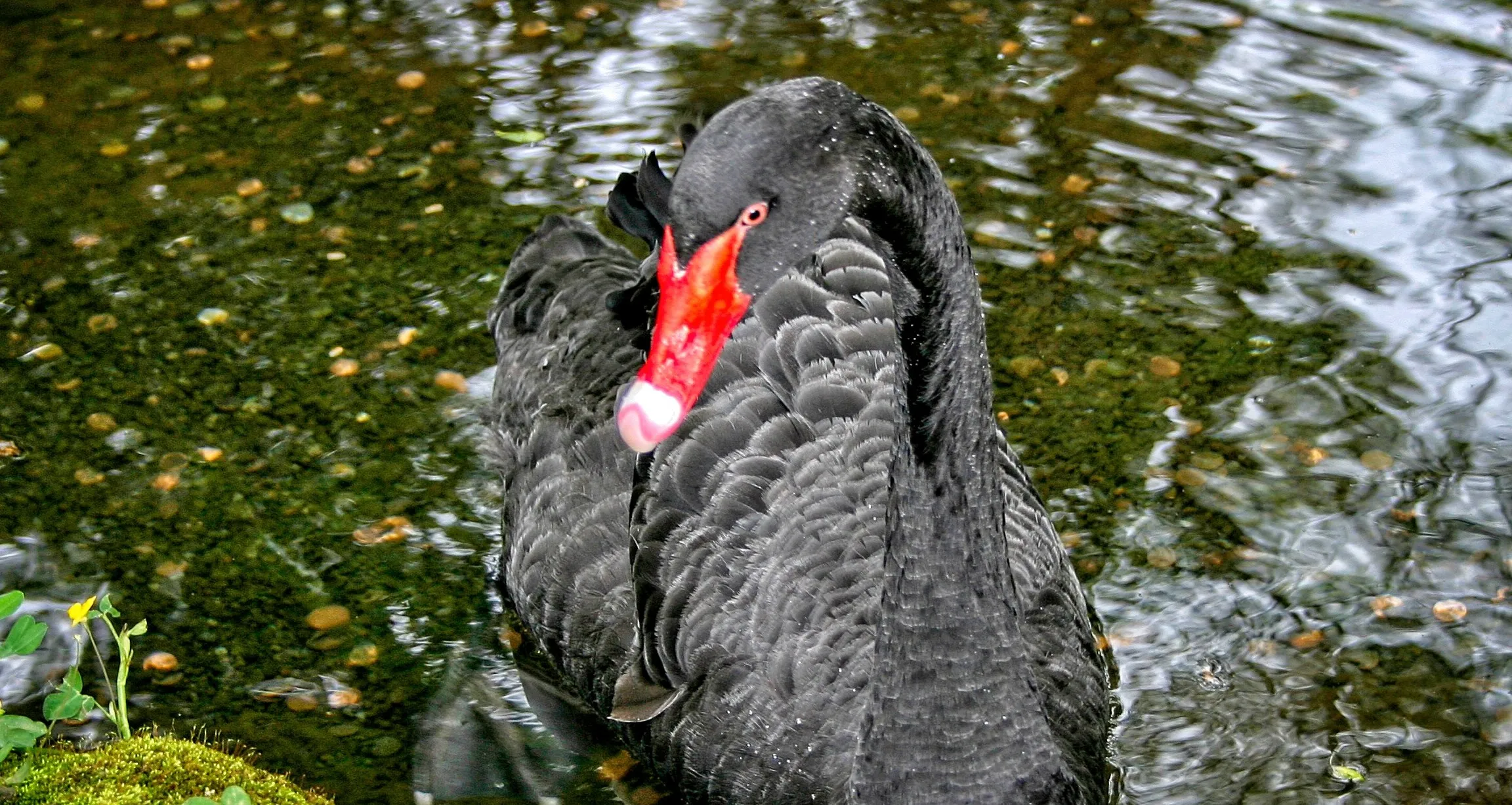 Black Swans in Colour