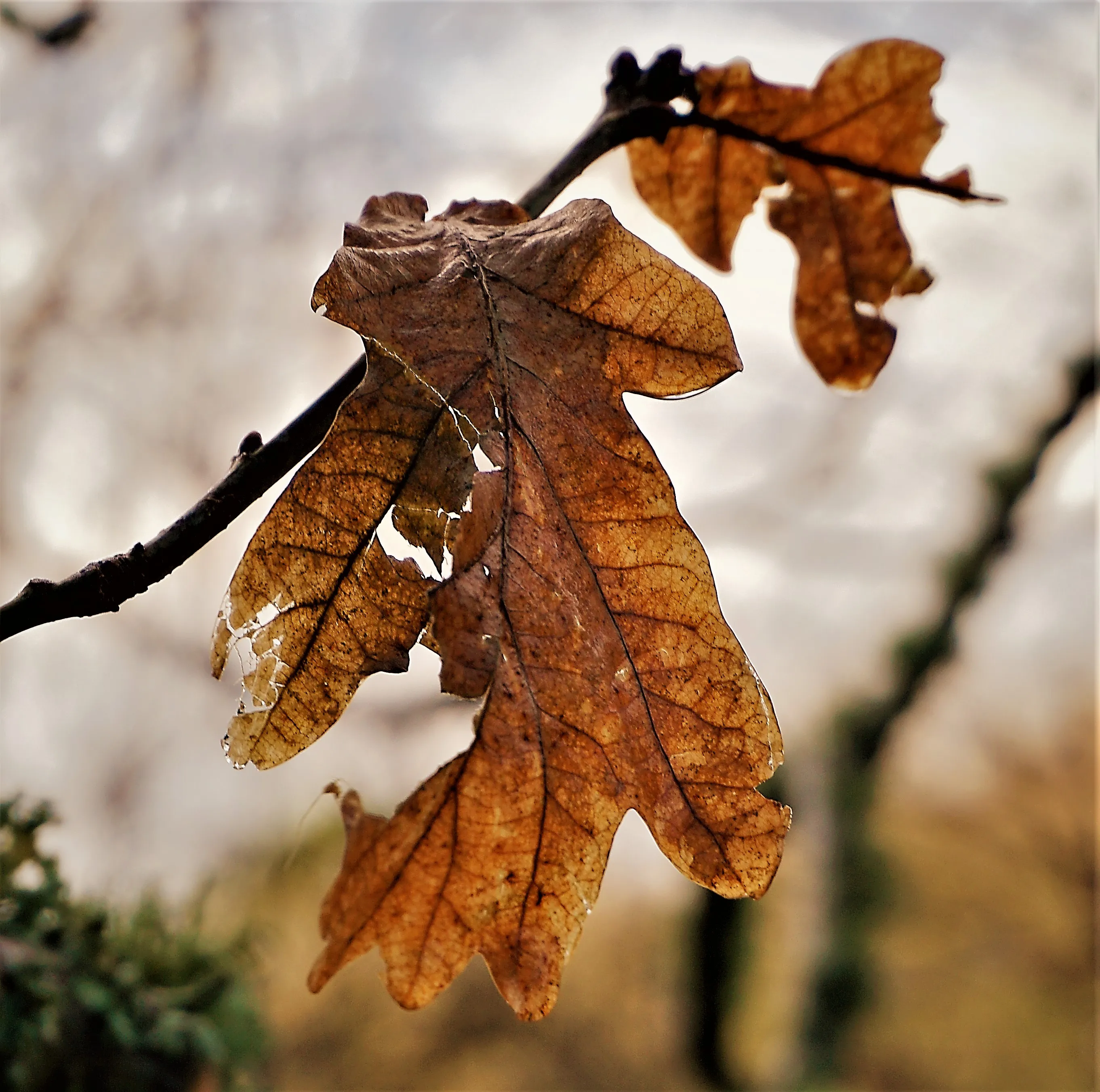 Just Leaves
