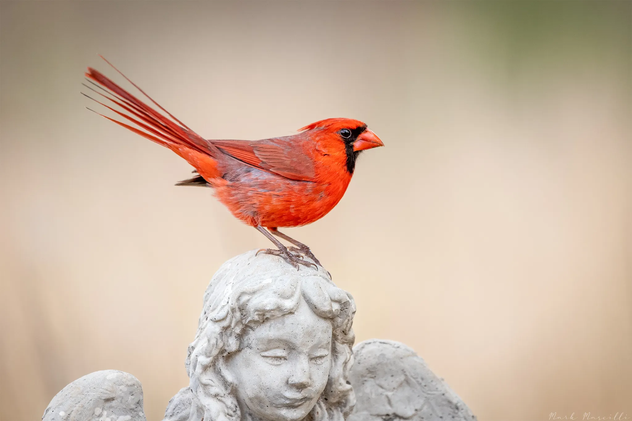 Cardinal Birds (in colour)