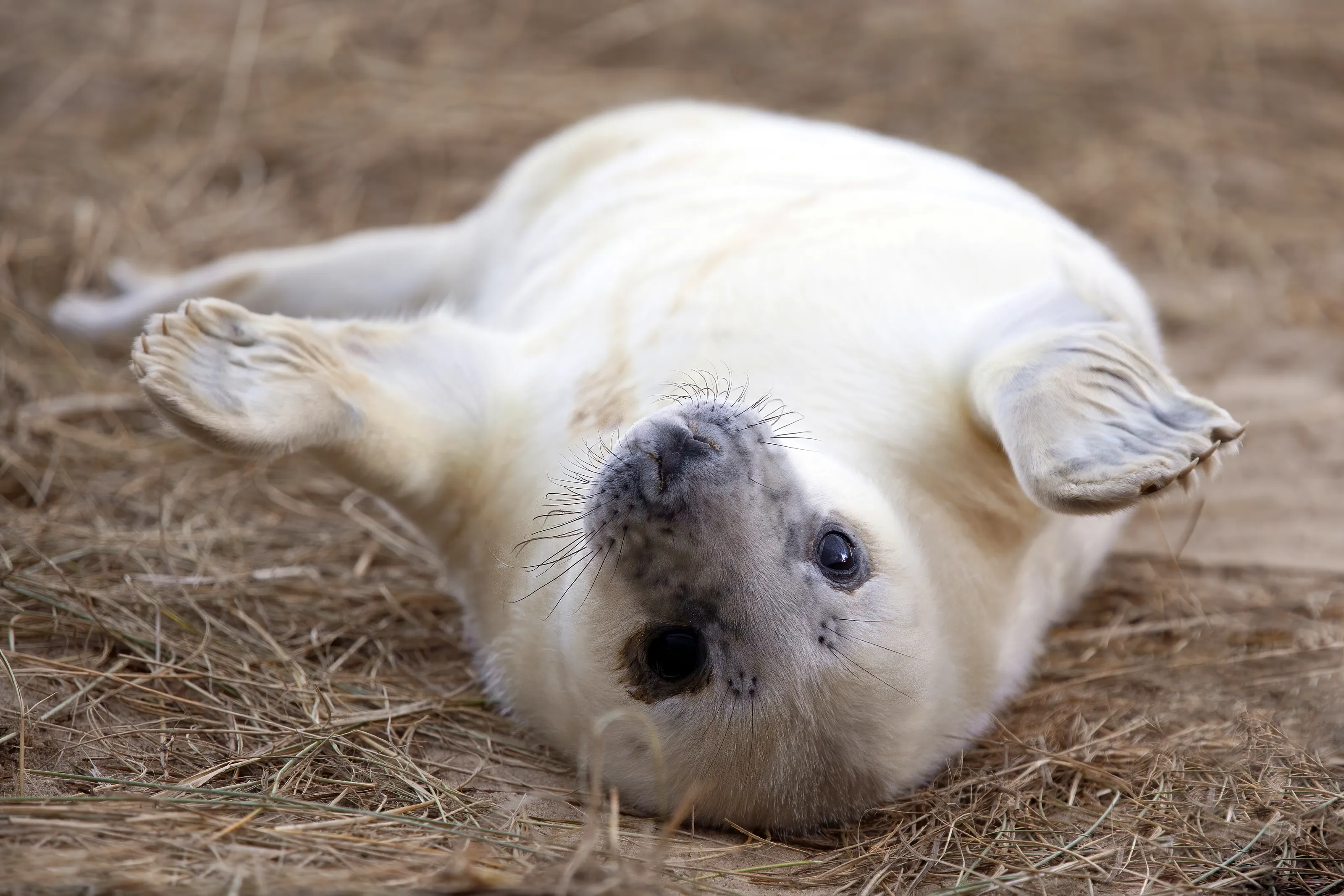 Seals in the Wild