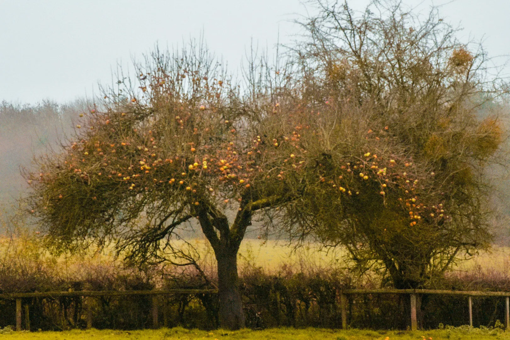 Fruit Trees With Fruit Showing (in colour)