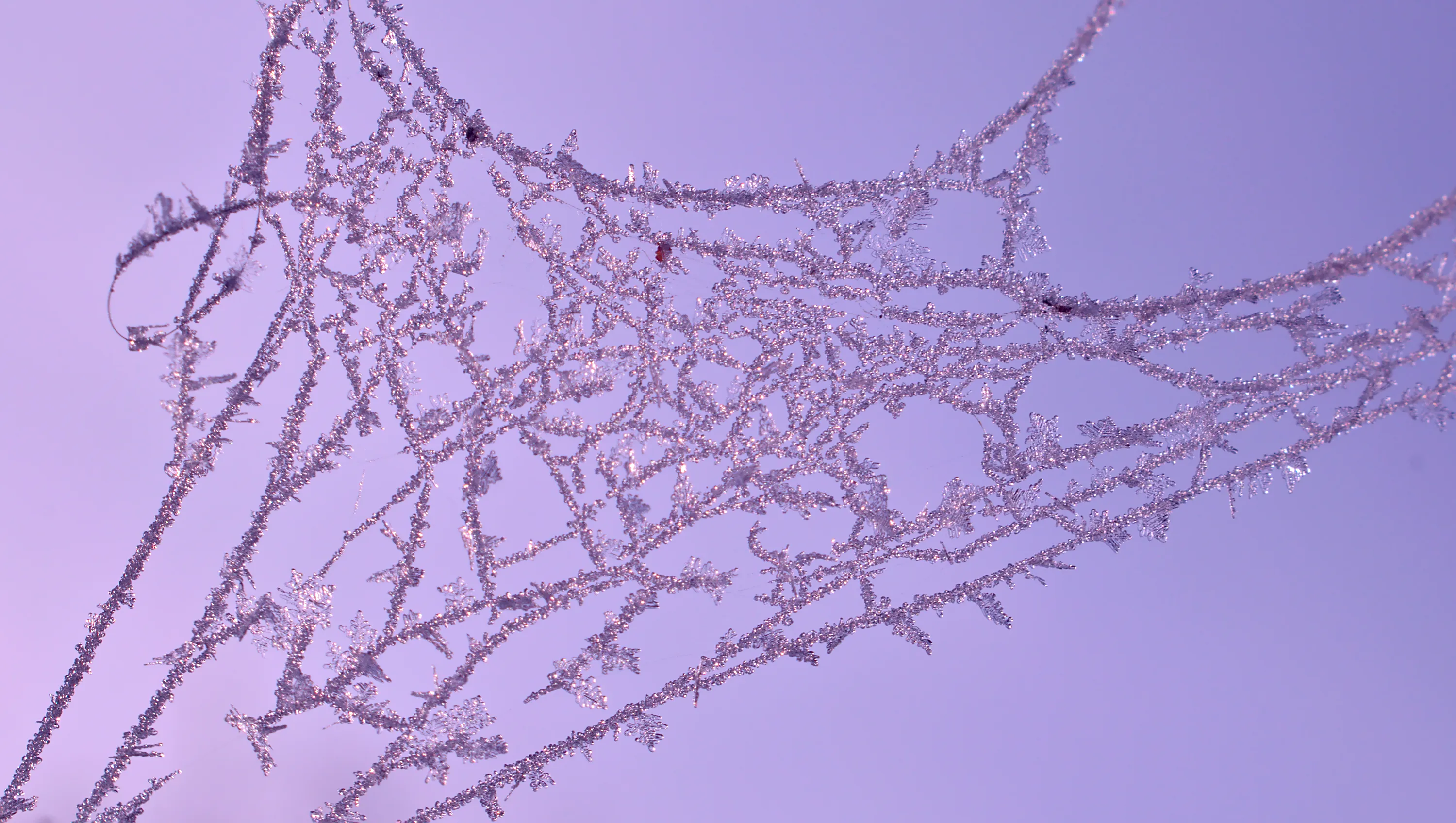 Spider Webs in Winter