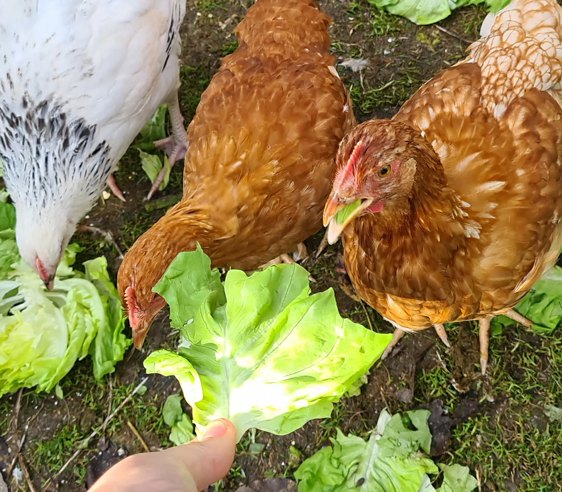 Free-Range or Pet Chickens in Close-Up (in colour)