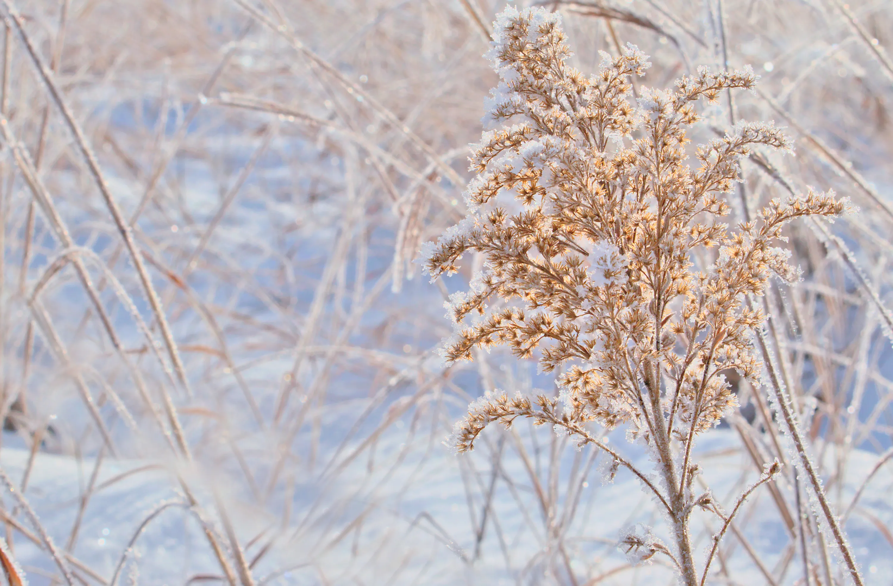 Nature in Close-Up and Macro