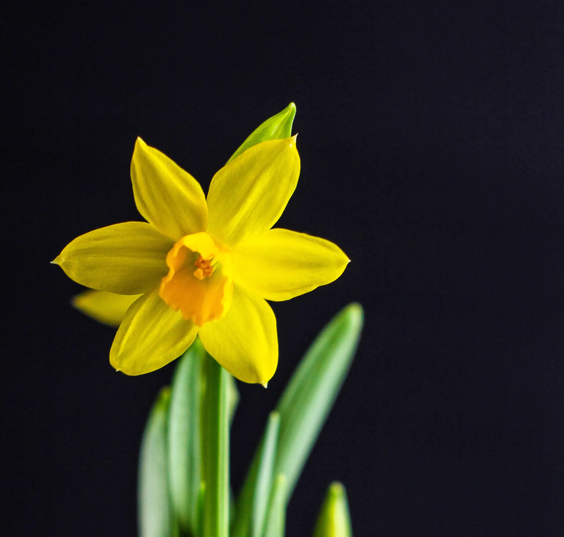 Daffodils
