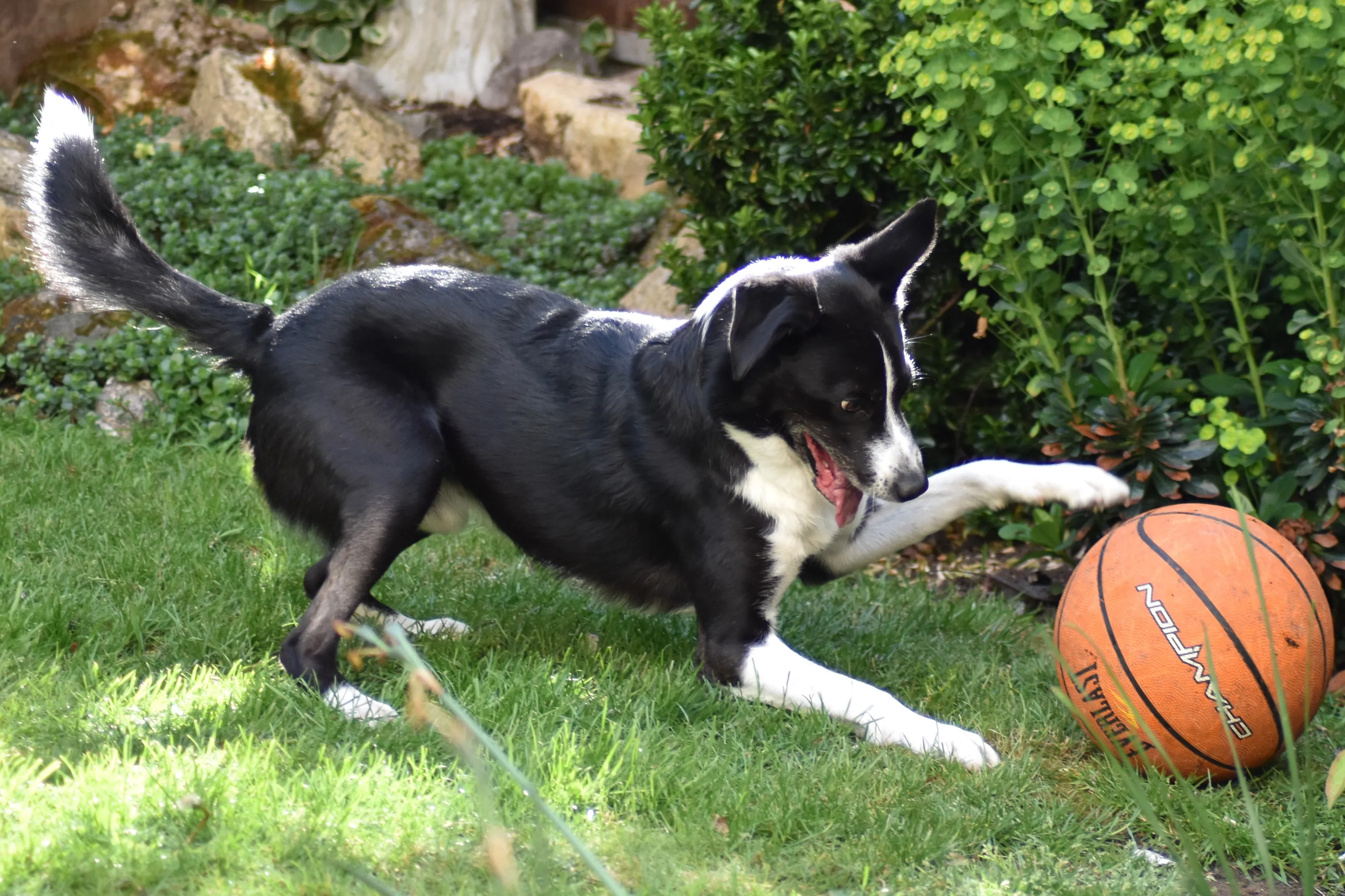 Border Collies (in colour)