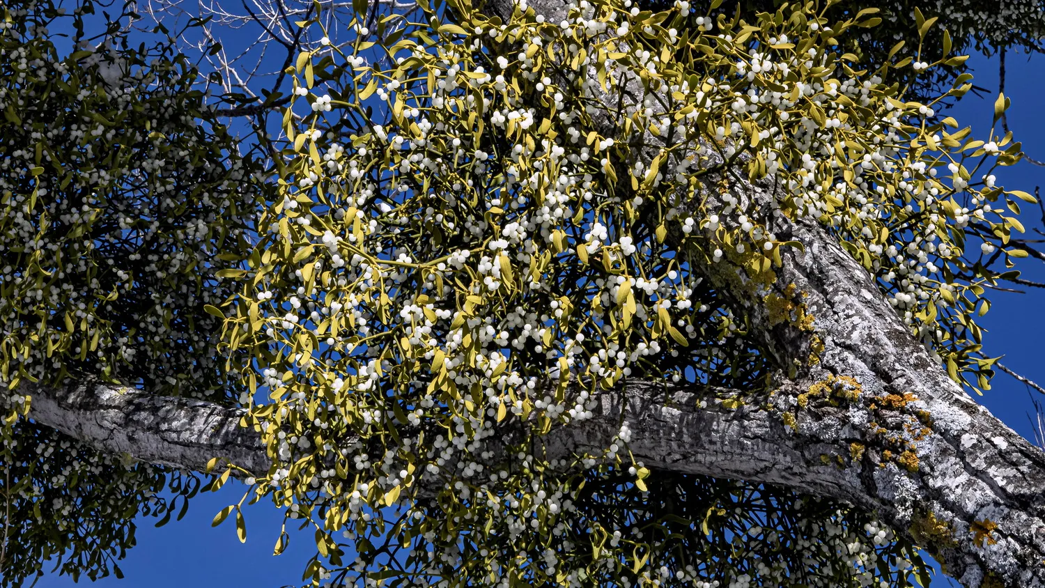 Mistletoe