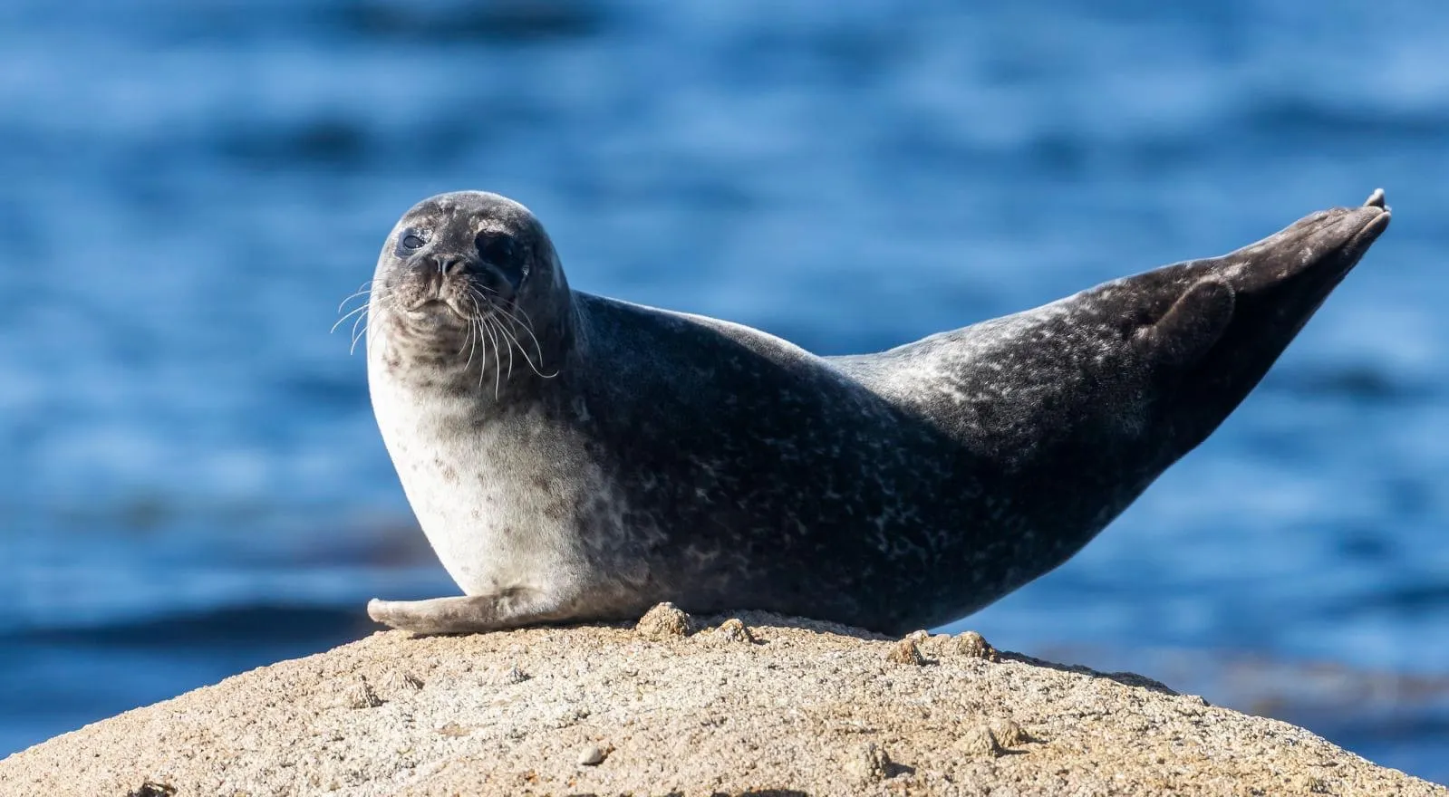 Marine Mammals in the Wild (in colour)