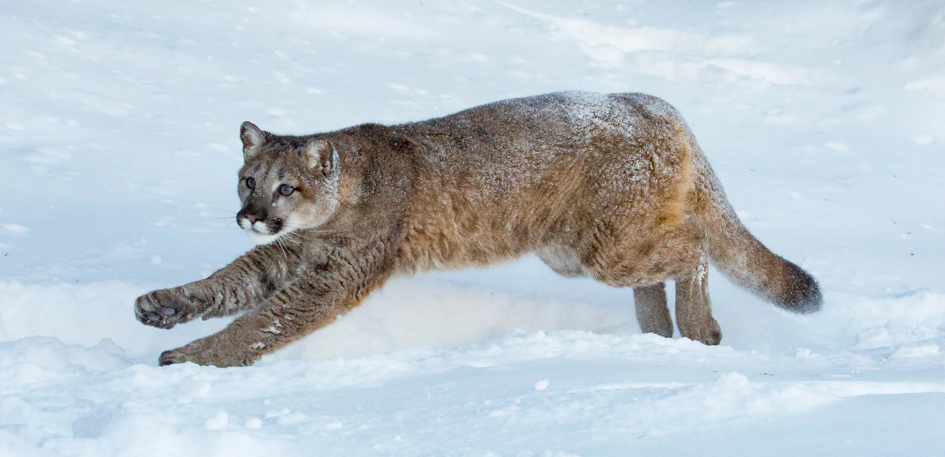 Cats and Snow